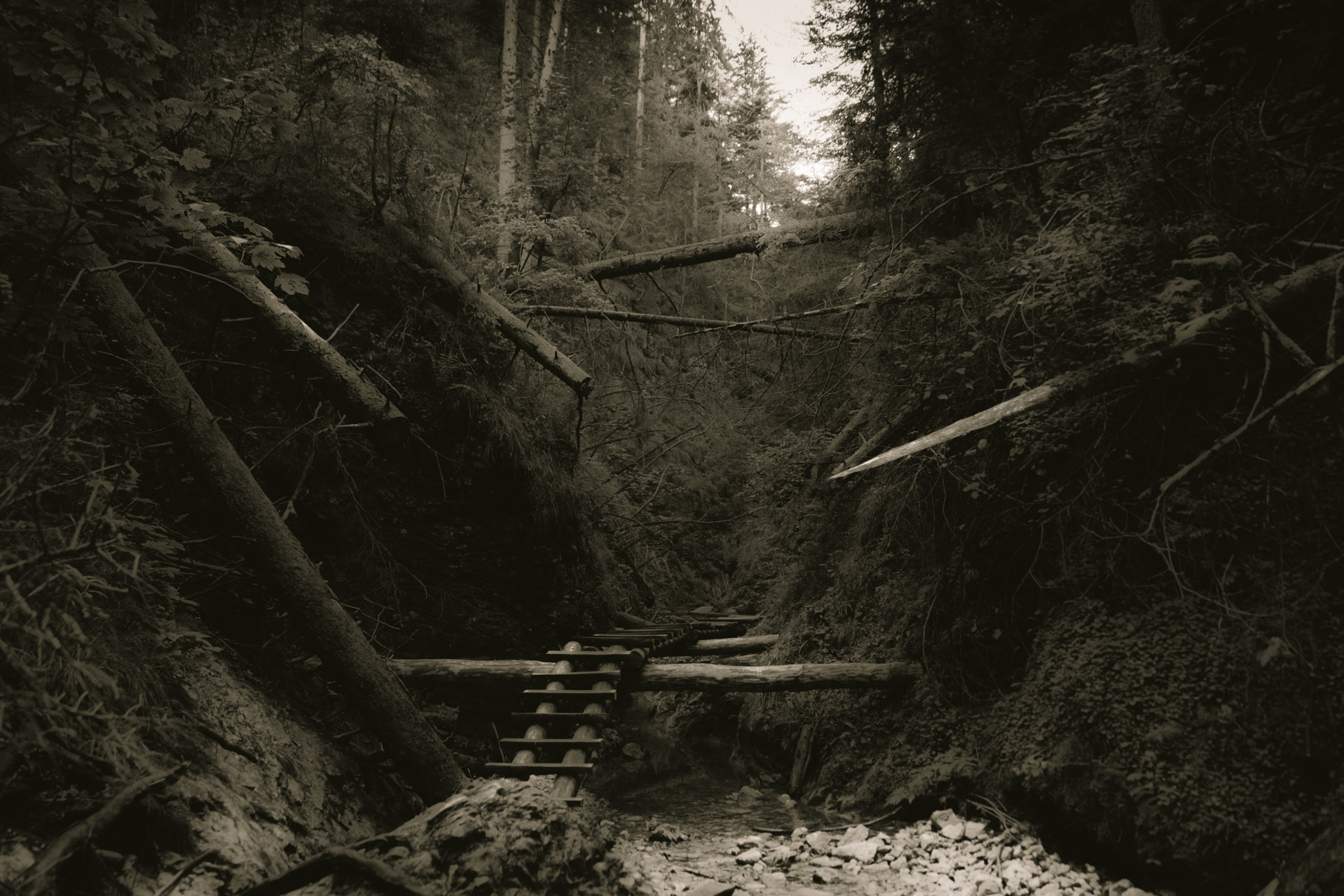 Sony SLT-A68 sample photo. Spooky - sucha bela photography