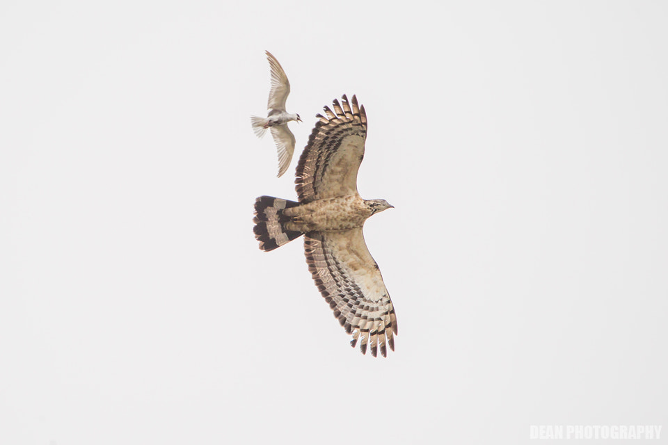 Canon EOS-1D Mark IV sample photo. Fighting photography