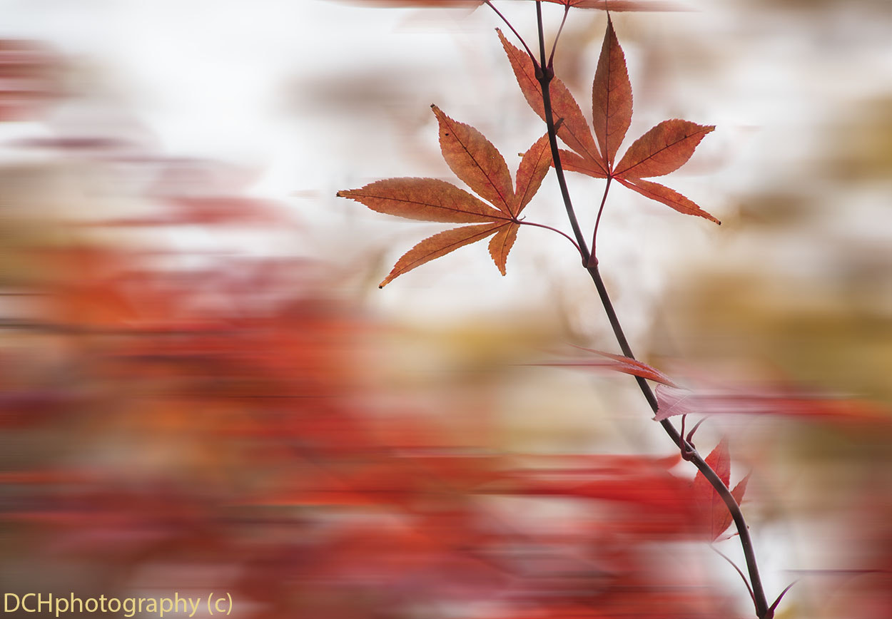 Sigma 18-200mm f/3.5-6.3 DC OS sample photo. Autumn leaves photography