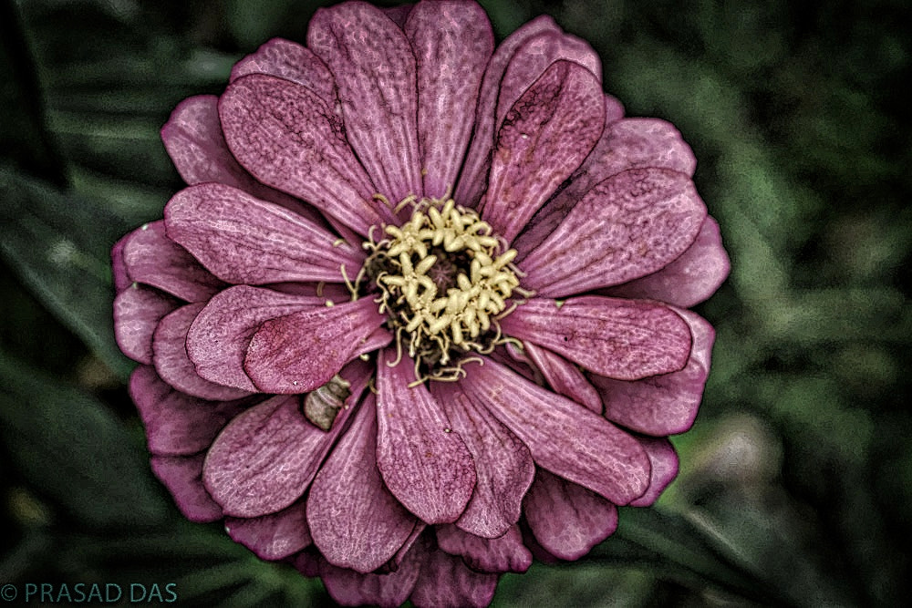 Nikon AF-S Micro-Nikkor 105mm F2.8G IF-ED VR sample photo. Dirty pink photography