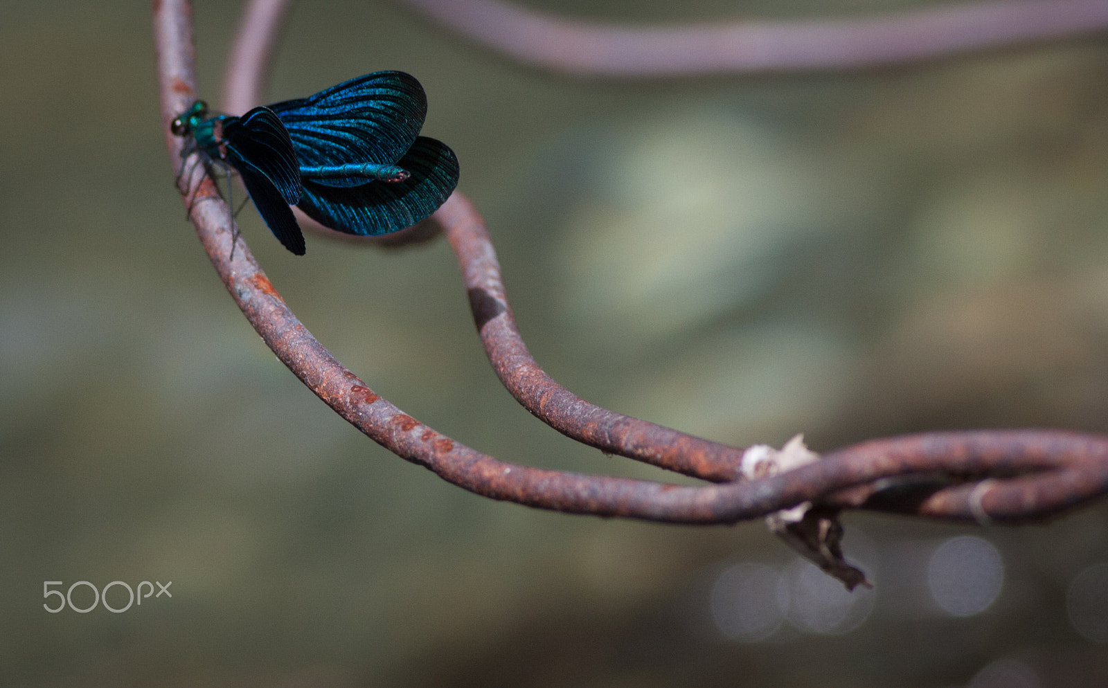 Canon EF 400mm F5.6L USM sample photo. Lifeandrust.jpg photography