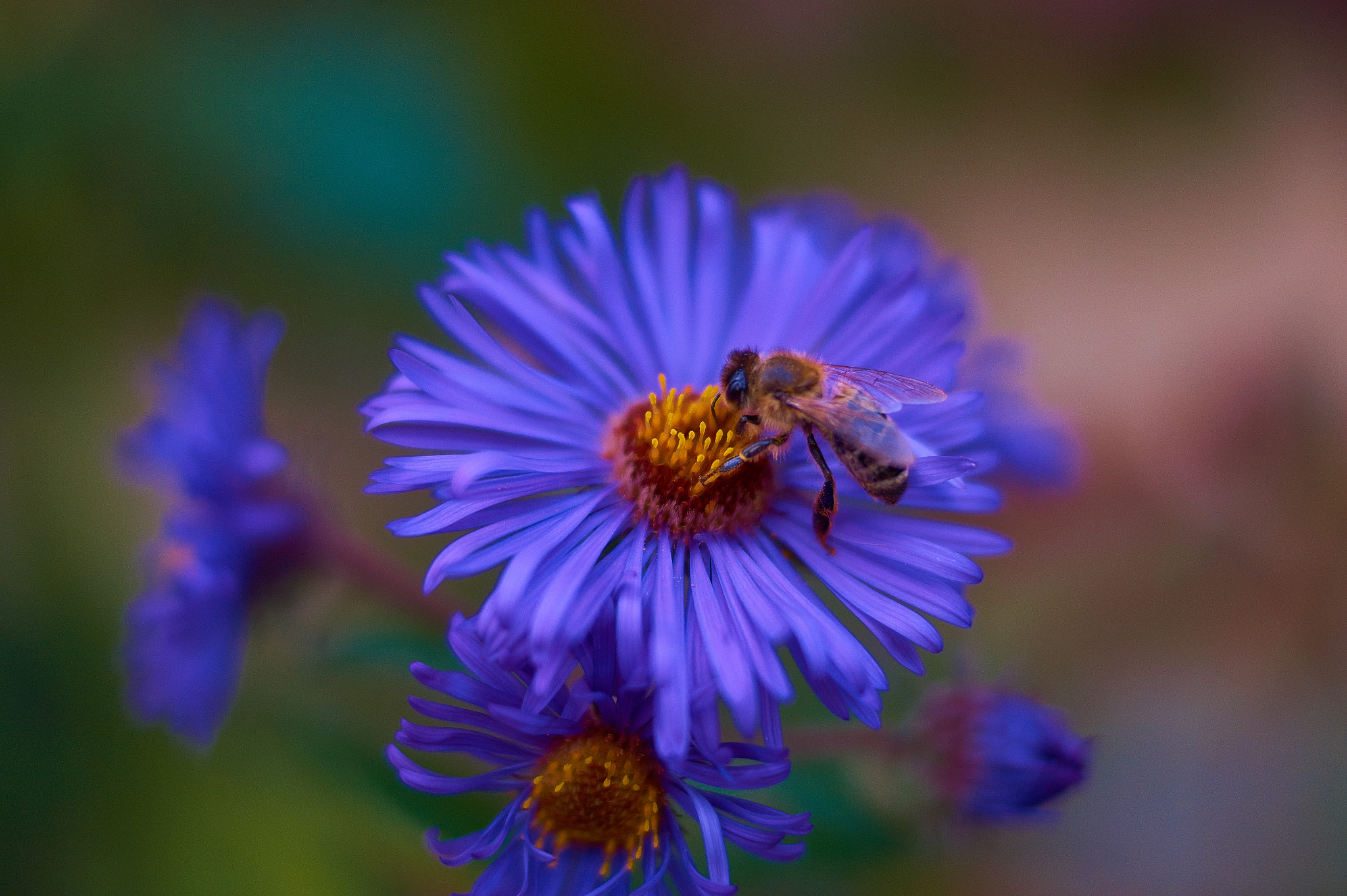 Sony SLT-A58 + Sony DT 35mm F1.8 SAM sample photo. Mrs. bee photography