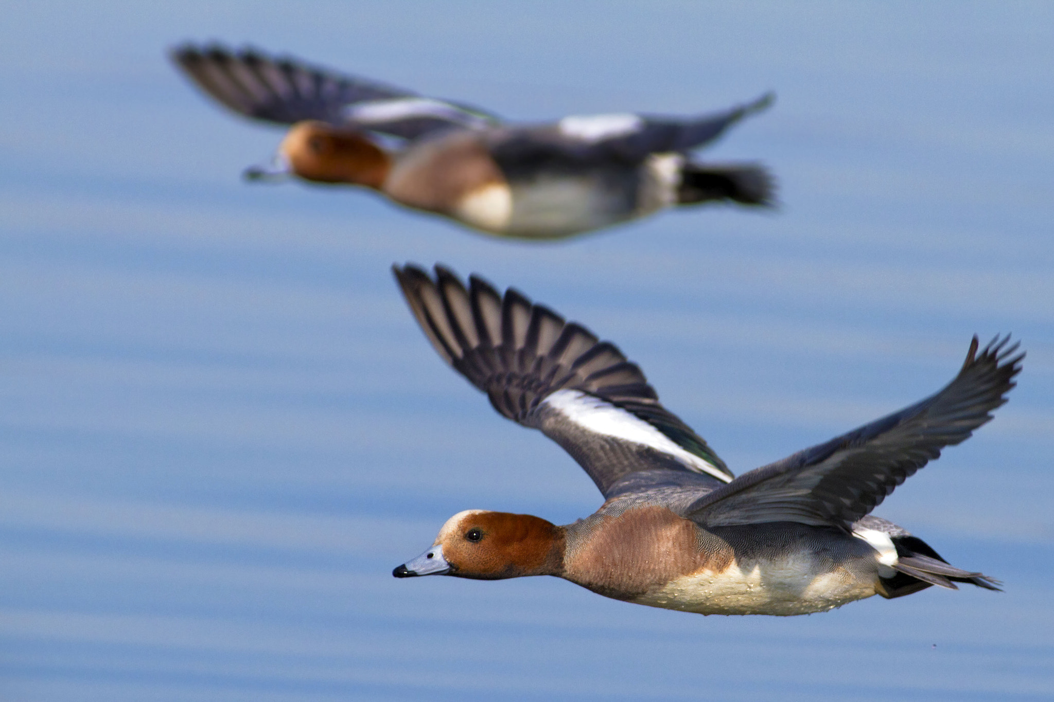 Canon EF 300mm f/2.8L + 2x sample photo. Widgeons photography