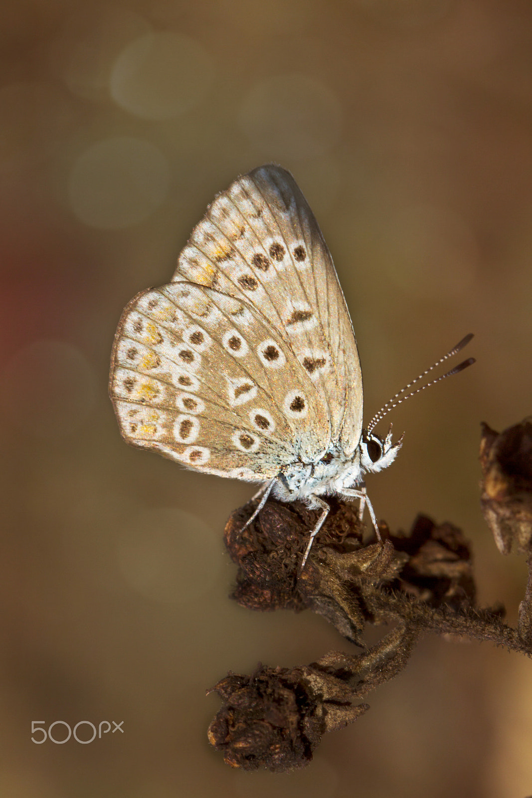 Canon EOS 60D + Canon EF 100mm F2.8L Macro IS USM sample photo. Brown argus butterfly photography