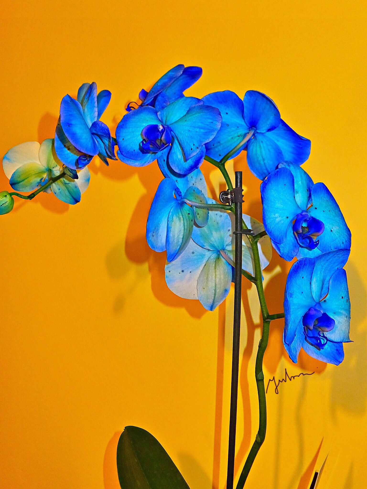 Fujifilm FinePix F900EXR sample photo. Blue orchid photography