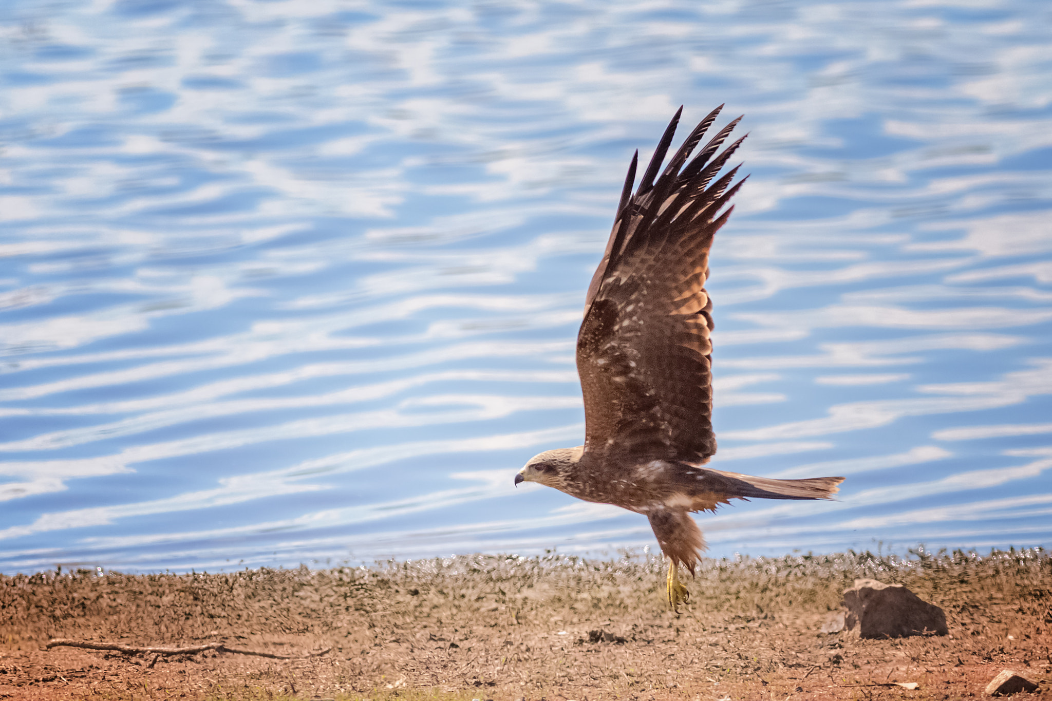 Canon EOS 6D + Canon EF 400mm F5.6L USM sample photo. Landing photography