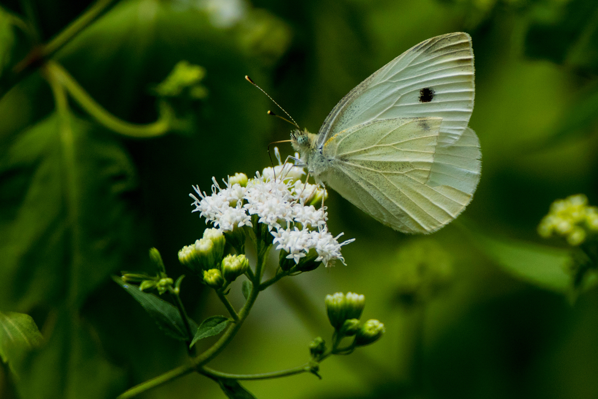 Canon EOS 80D sample photo. European cabbage butterfly photography