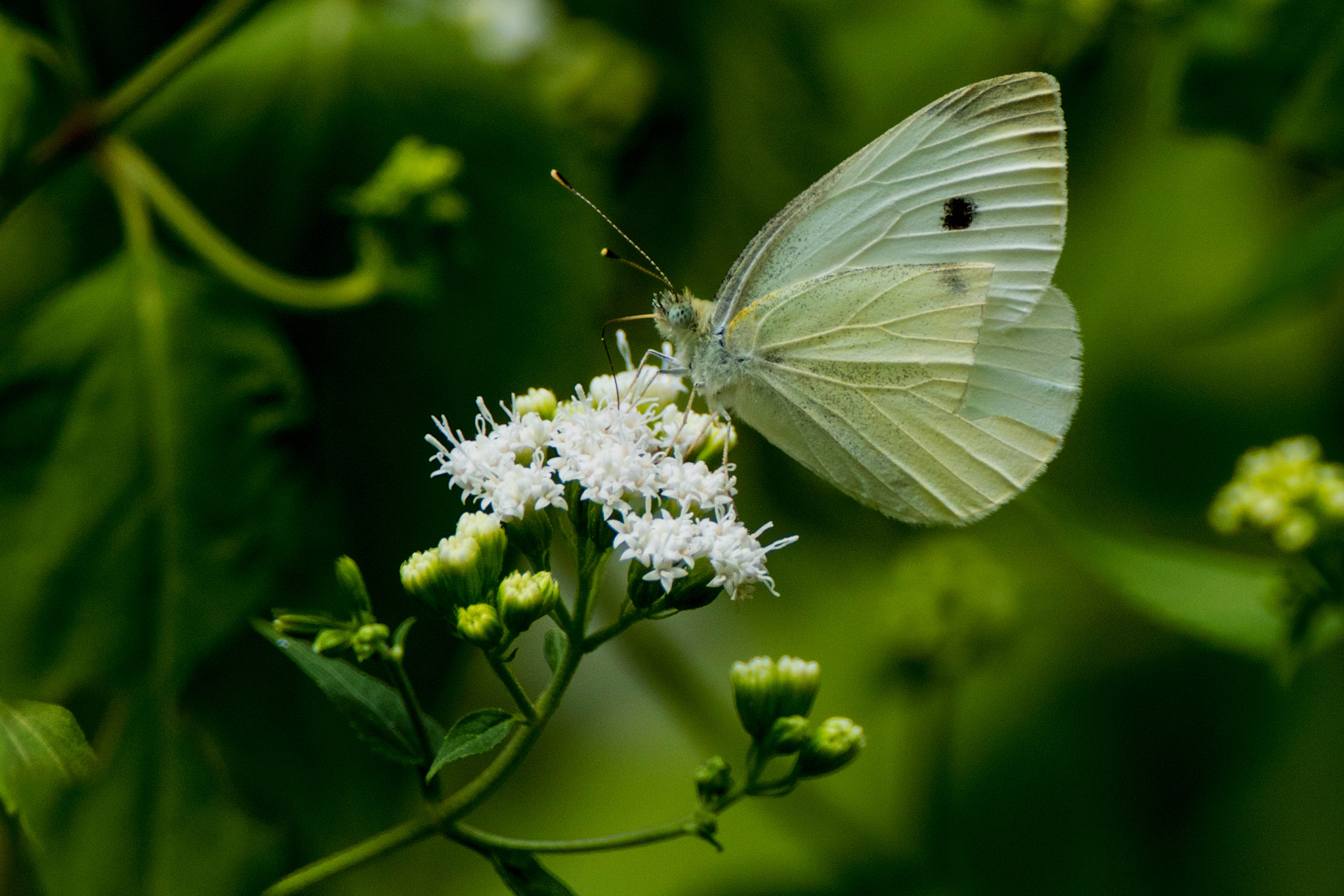 Canon EOS 80D + Canon EF 500mm F4L IS USM sample photo. European cabbage butterfly photography