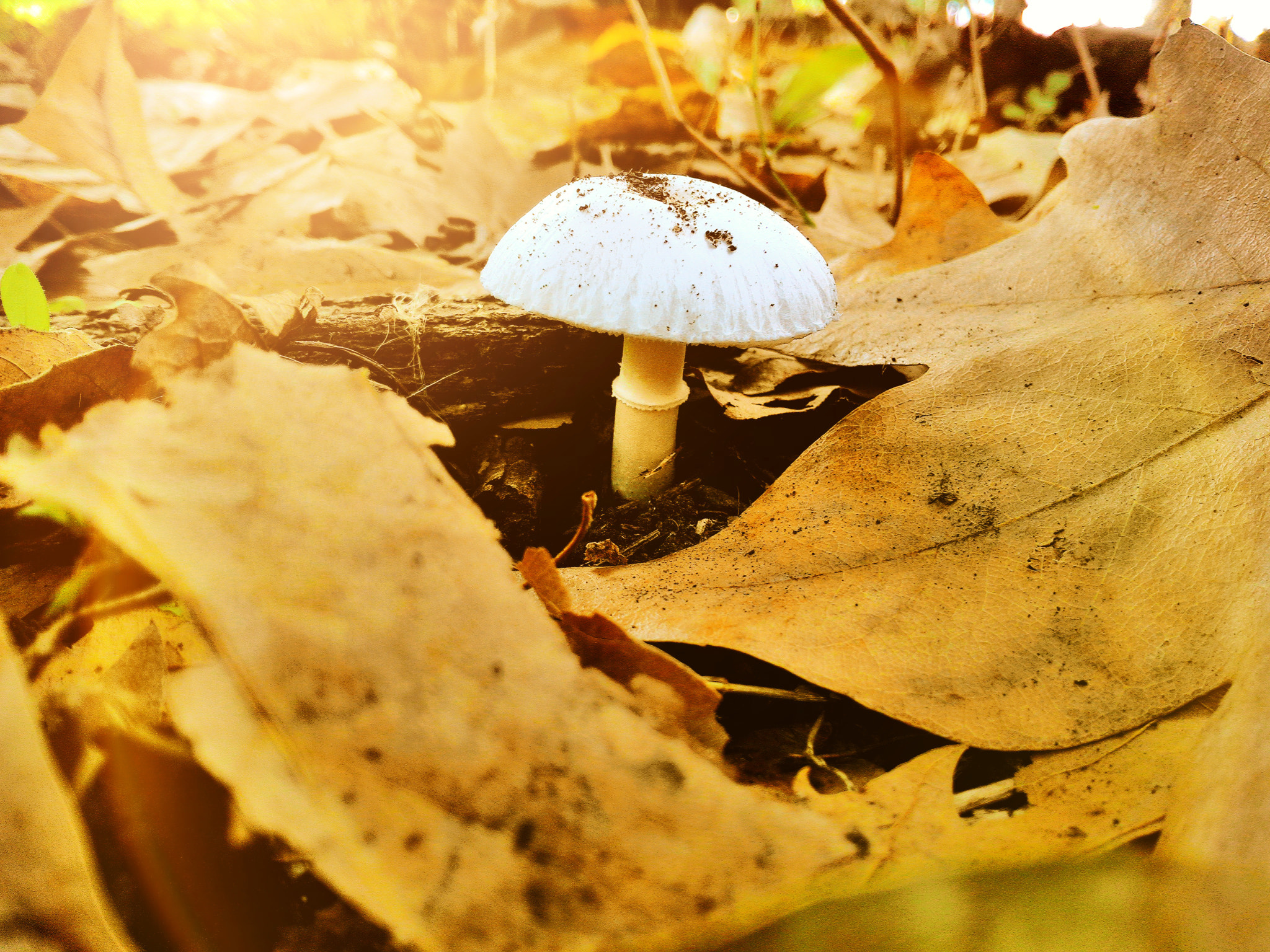 ASUS T00G sample photo. Autumn mushroom photography