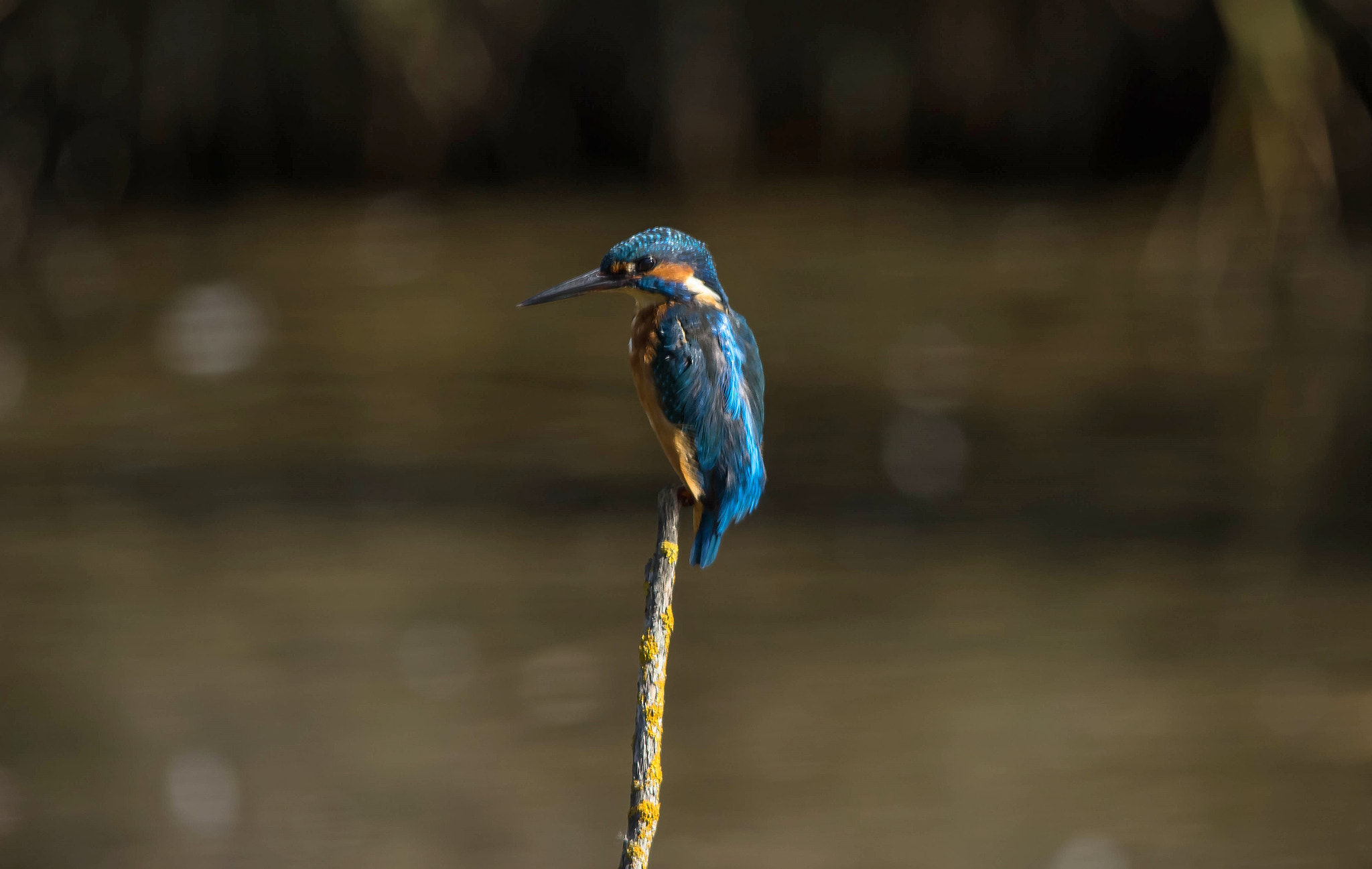 Sigma 150-500mm F5-6.3 DG OS HSM sample photo. Martin photography