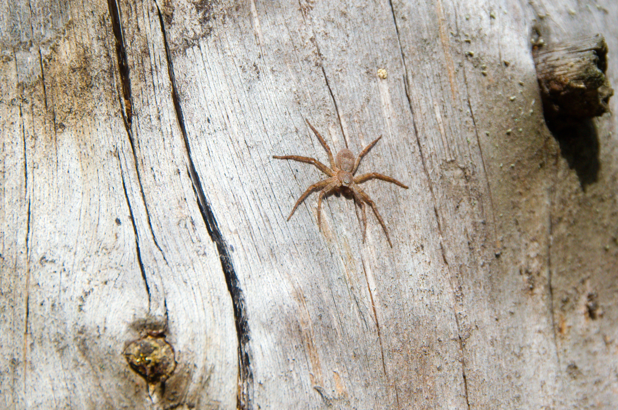 Nikon D3100 sample photo. Spider photography