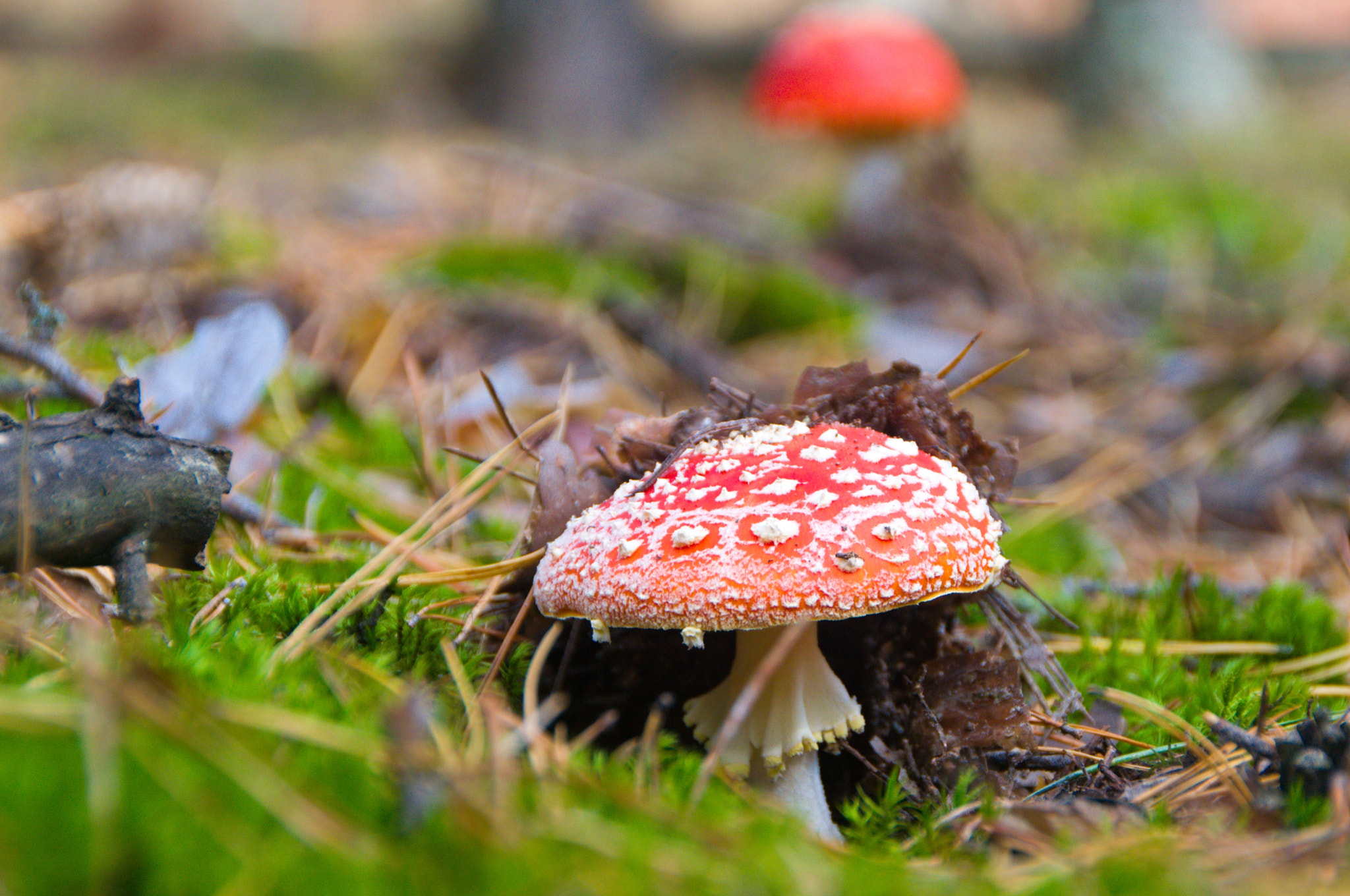 Sigma 18-250mm F3.5-6.3 DC OS HSM sample photo. Mushrooms photography