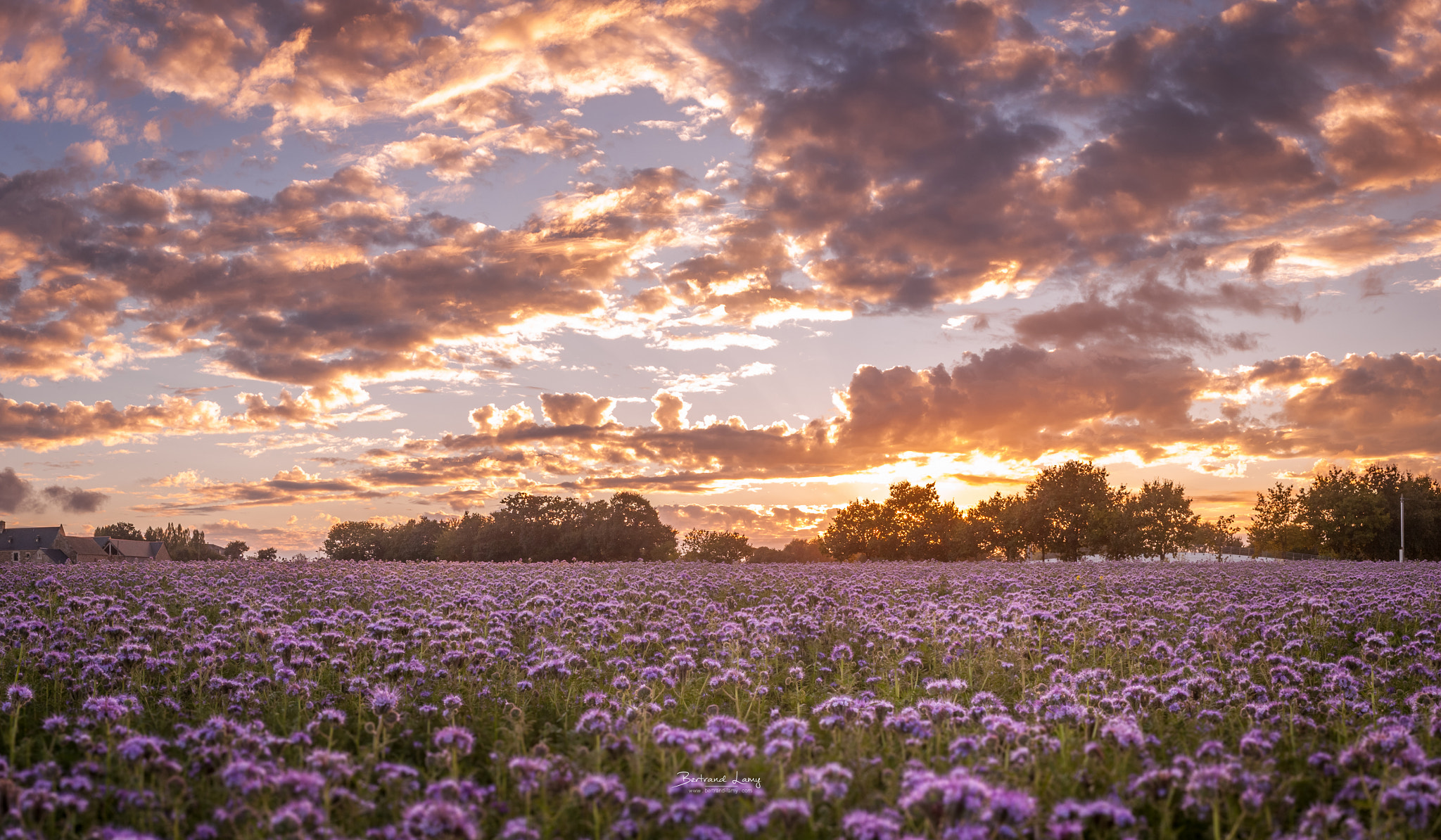 Canon EF-S 24mm F2.8 STM sample photo. Phacelia-tanacetifolia photography