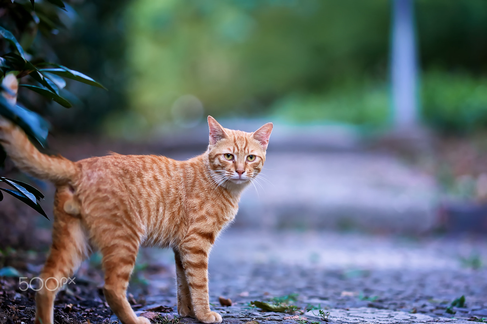 Sony Sonnar T* 135mm F1.8 ZA sample photo. Like tigers photography