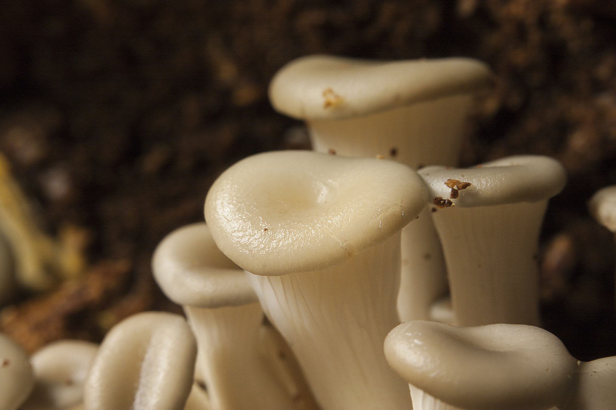 Canon EF 38-76mm f/4.5-5.6 sample photo. Mushrooms photography