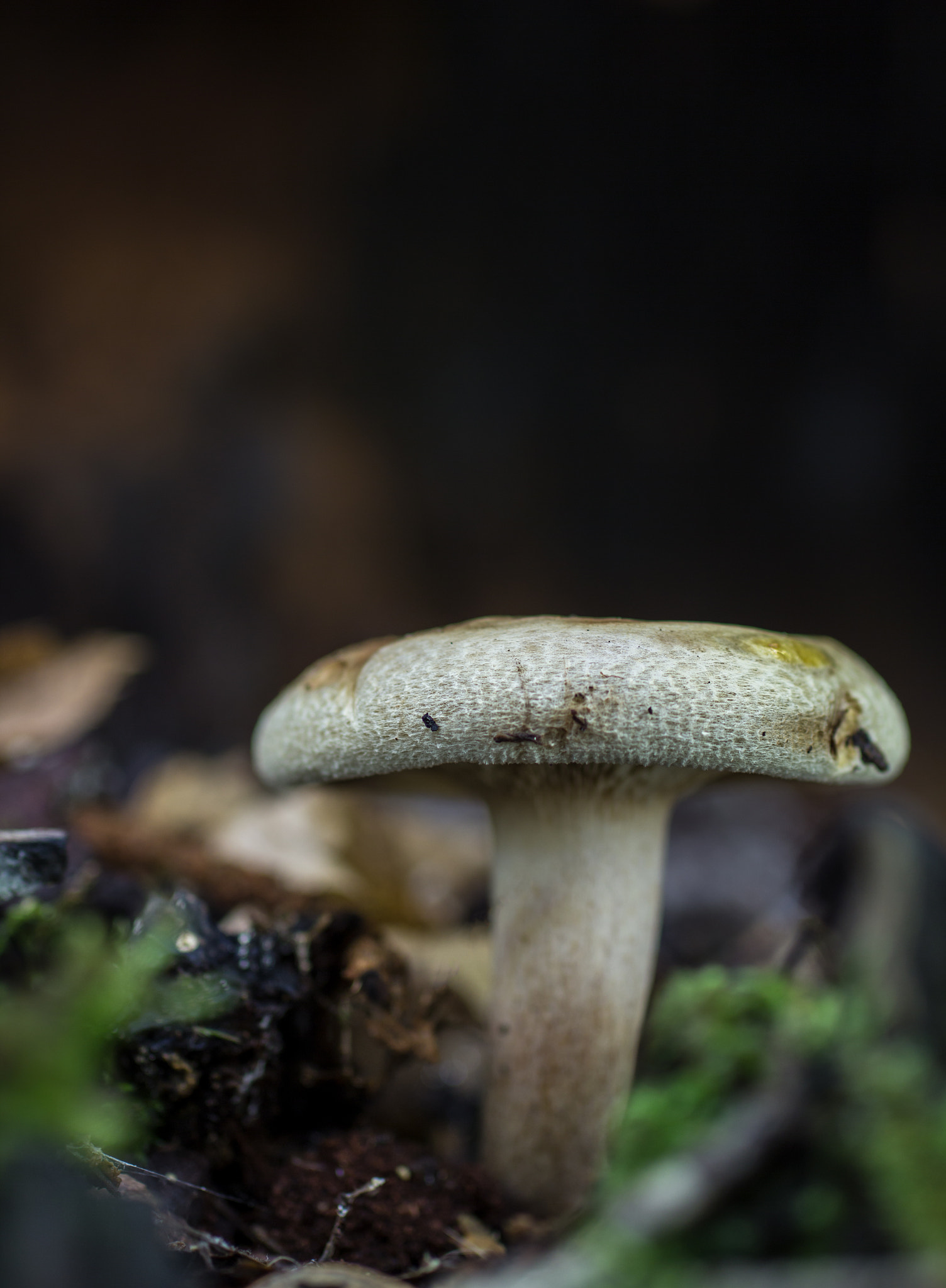 Sigma 50mm f/2.8 EX sample photo. Mushroom photography