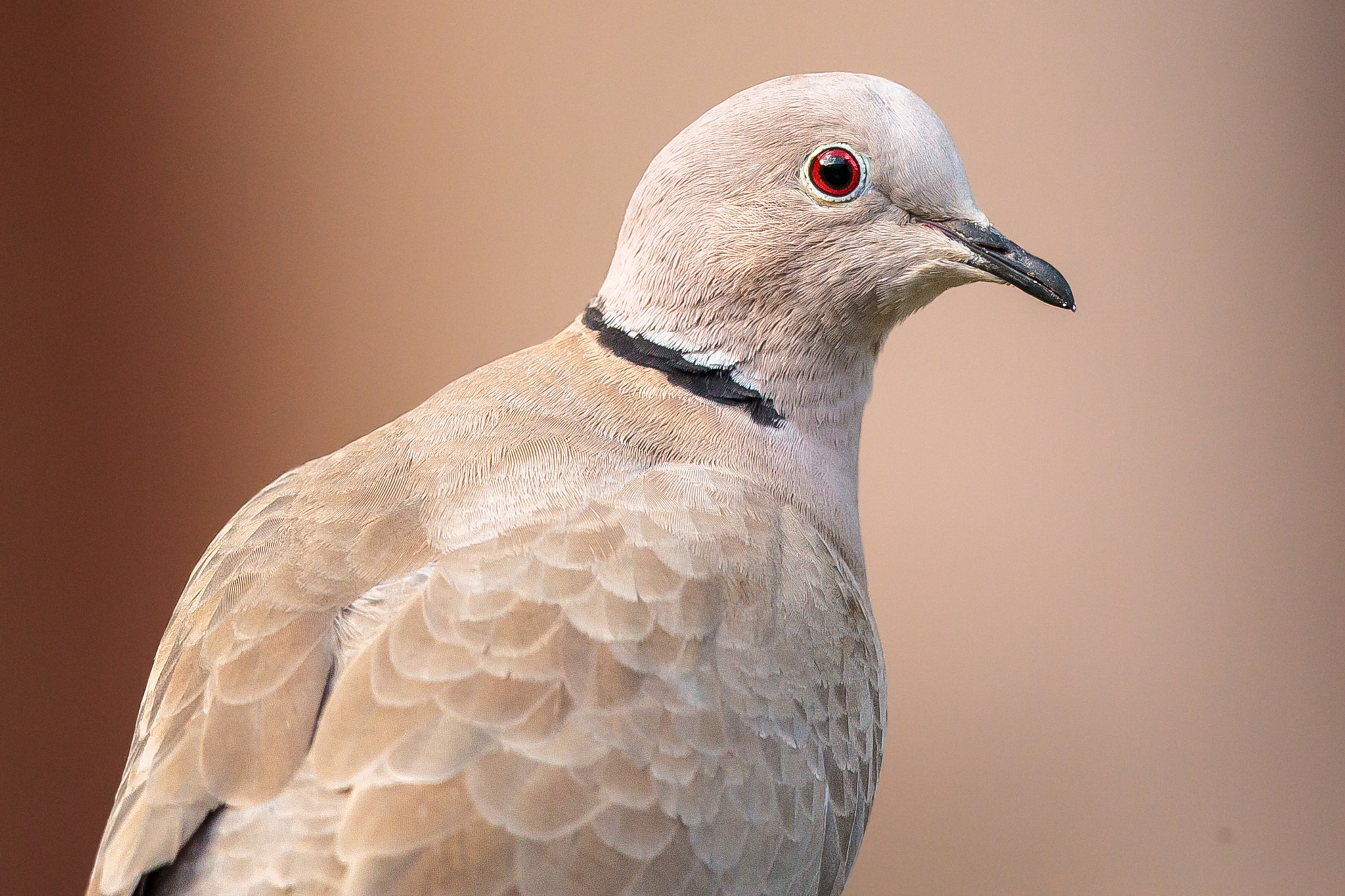 Canon EOS-1D Mark IV + Canon EF 500mm F4L IS II USM sample photo. Eurasian collared dove - portrait photography