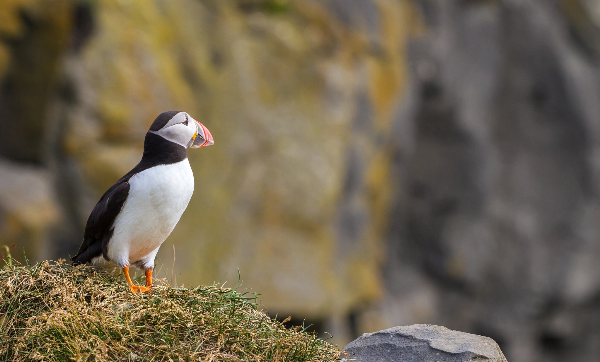 Sigma APO Macro 150mm f/2.8 EX DG HSM sample photo. Atlantic puffin ii, iceland photography