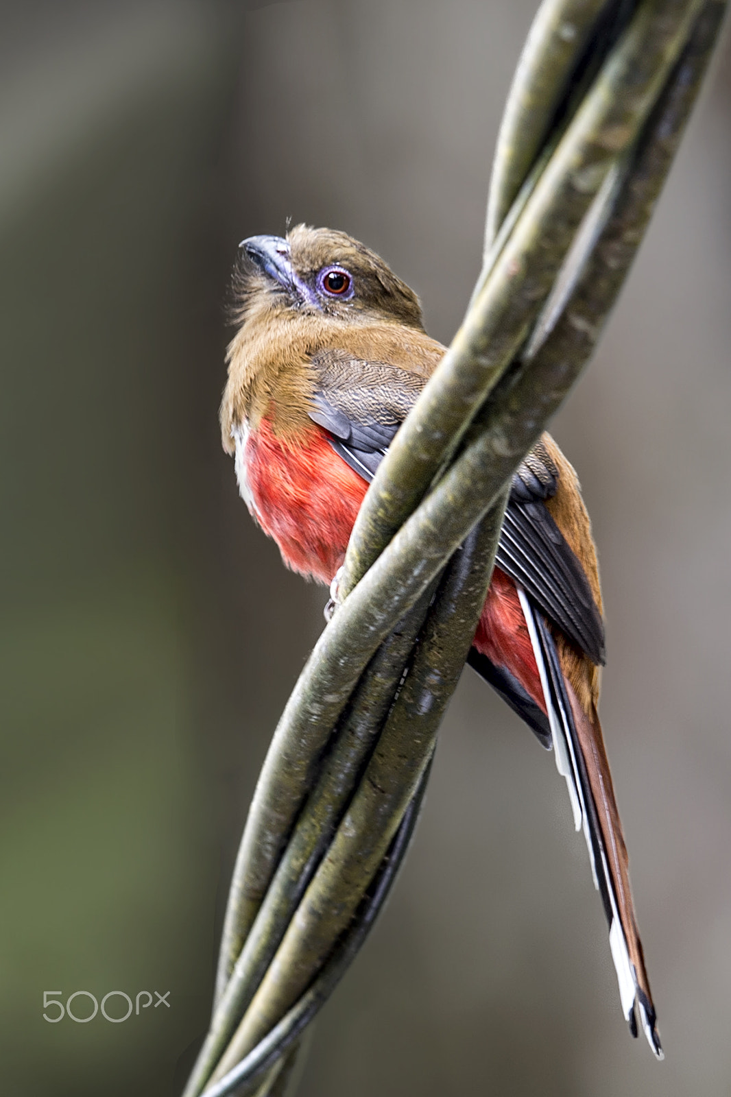 Nikon AF-S Nikkor 400mm F2.8G ED VR II sample photo. Red headed trogon (f) photography