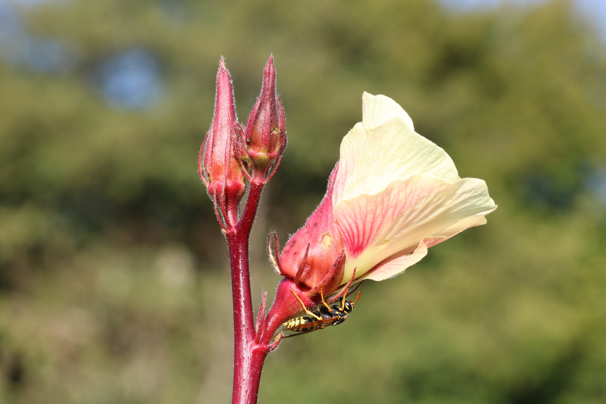 Canon EOS 760D (EOS Rebel T6s / EOS 8000D) sample photo. Okra flower + hornet photography