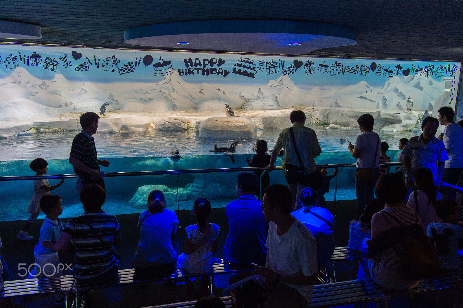 Nikon AF-S Nikkor 24-70mm F2.8E ED VR sample photo. The pinguins photography