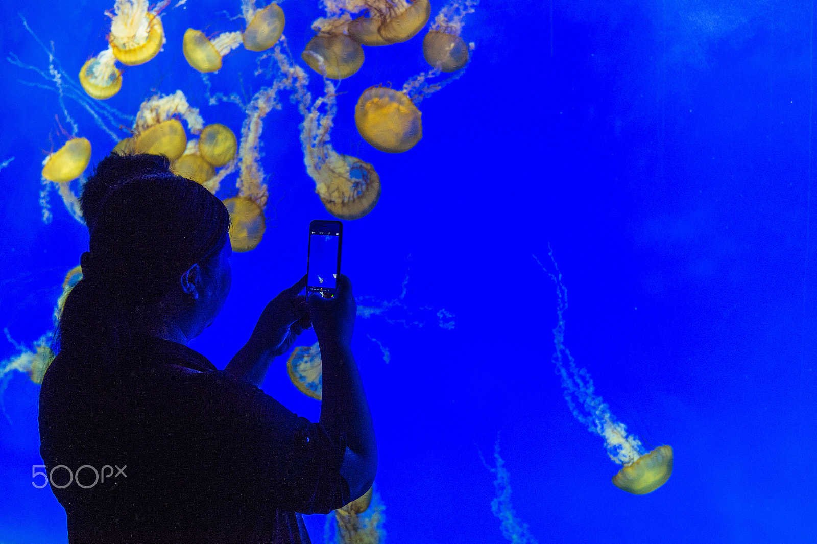 Nikon AF-S Nikkor 24-70mm F2.8E ED VR sample photo. Wonderful jellyfish photography
