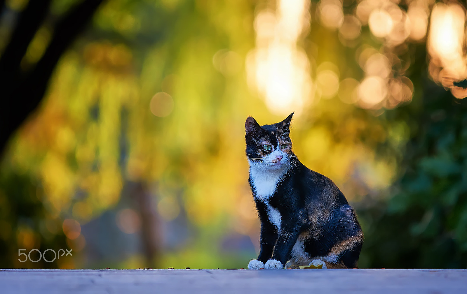 Sony a99 II + Minolta/Sony AF 70-200mm F2.8 G sample photo. Wait photography