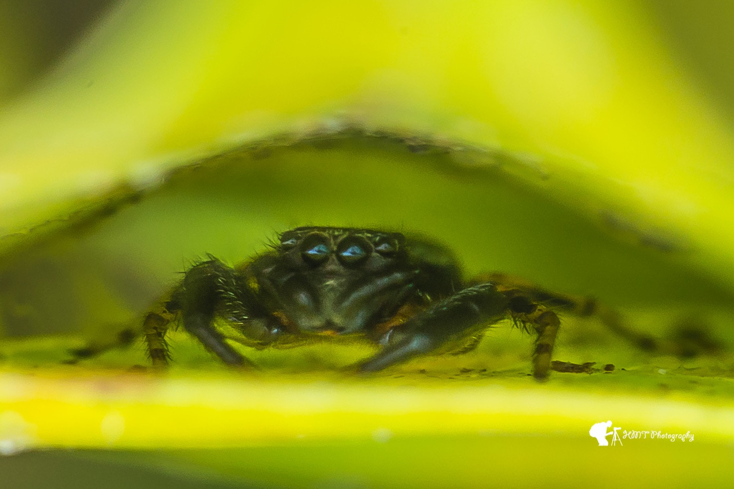 Canon EOS 6D + Canon EF 100mm F2.8L Macro IS USM sample photo
