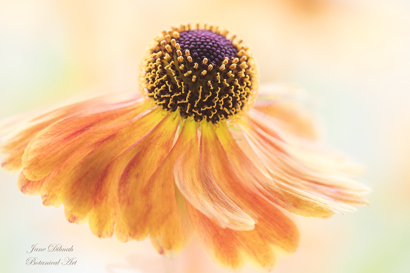 Canon EF 180mm F3.5L Macro USM sample photo. Autumn twirl... photography