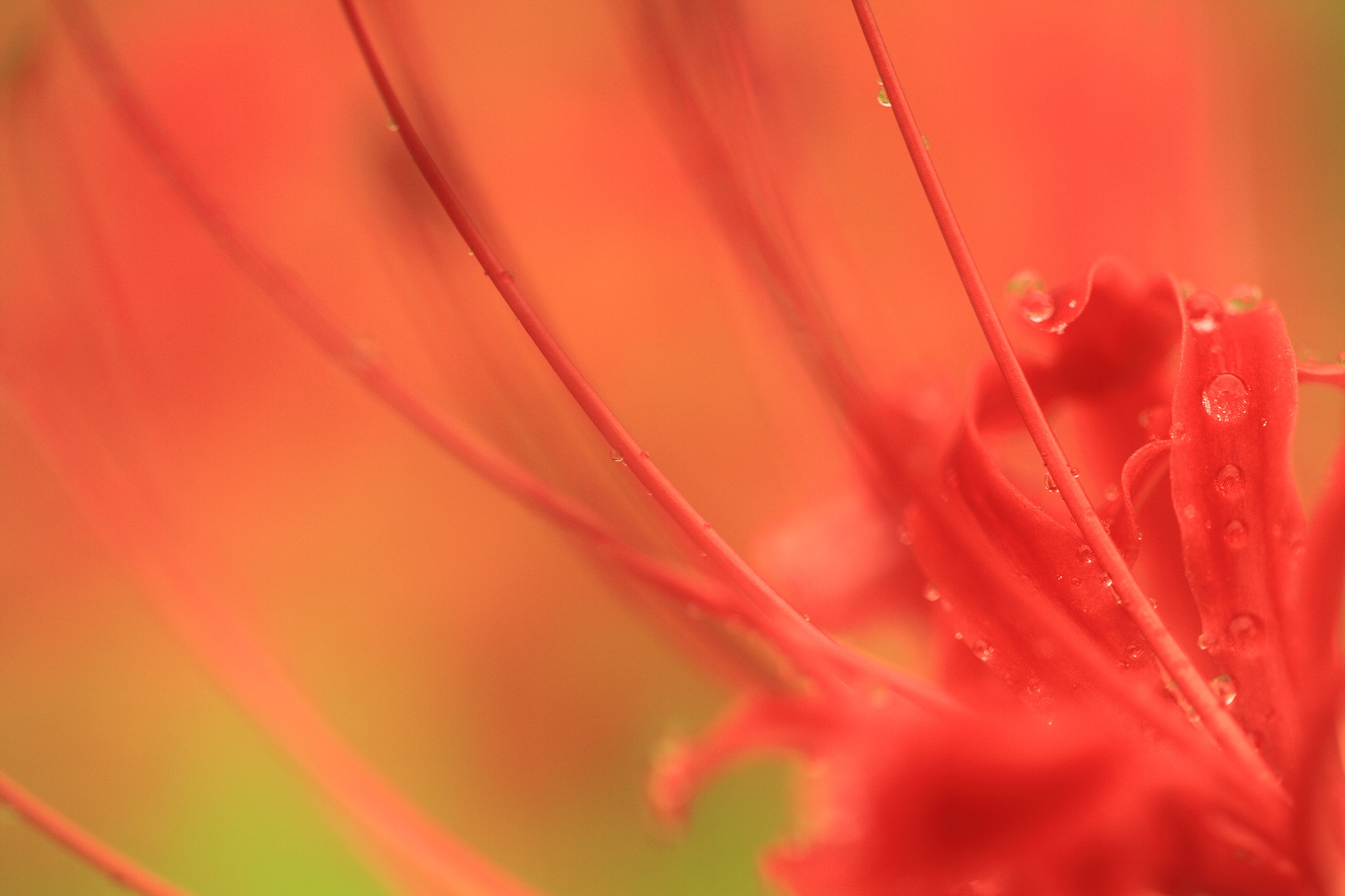 Sigma APO Macro 150mm f/2.8 EX DG HSM sample photo. Flower photography