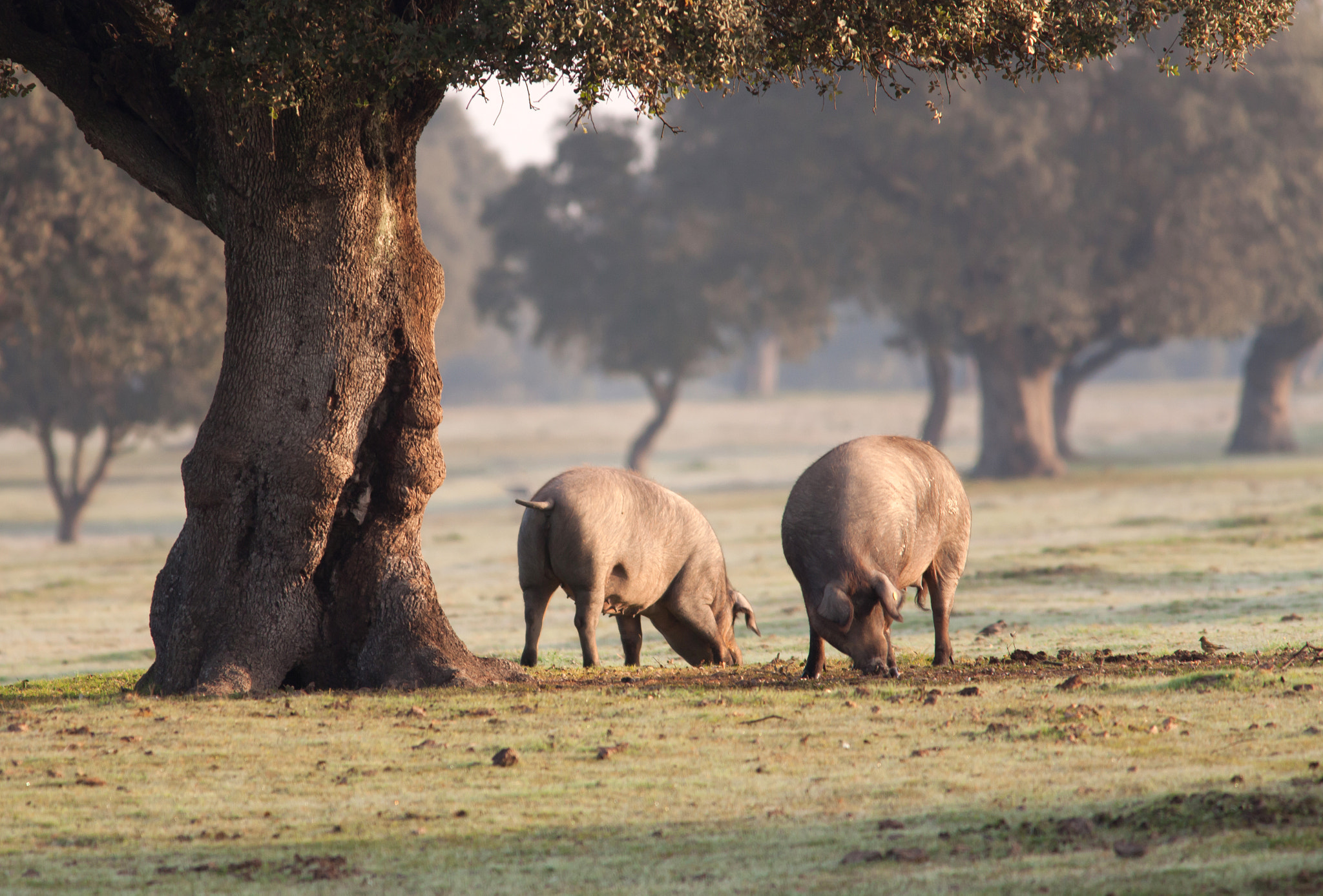 Canon EF 400mm F5.6L USM sample photo. Iberian pig in the meadow photography