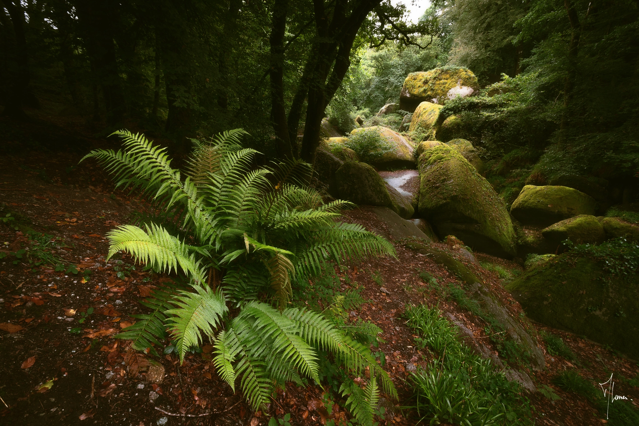 Sony a7 sample photo. Forêt de huelgoat, forêt magique photography