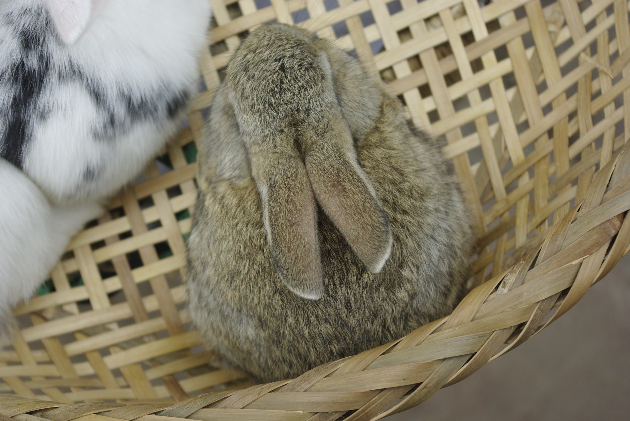 Pentax K200D sample photo. Bunny for sale photography