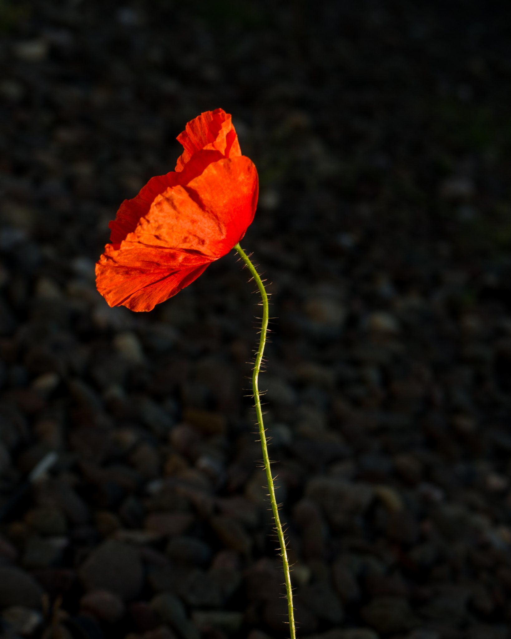 Pentax K-5 II sample photo. Red poppy photography