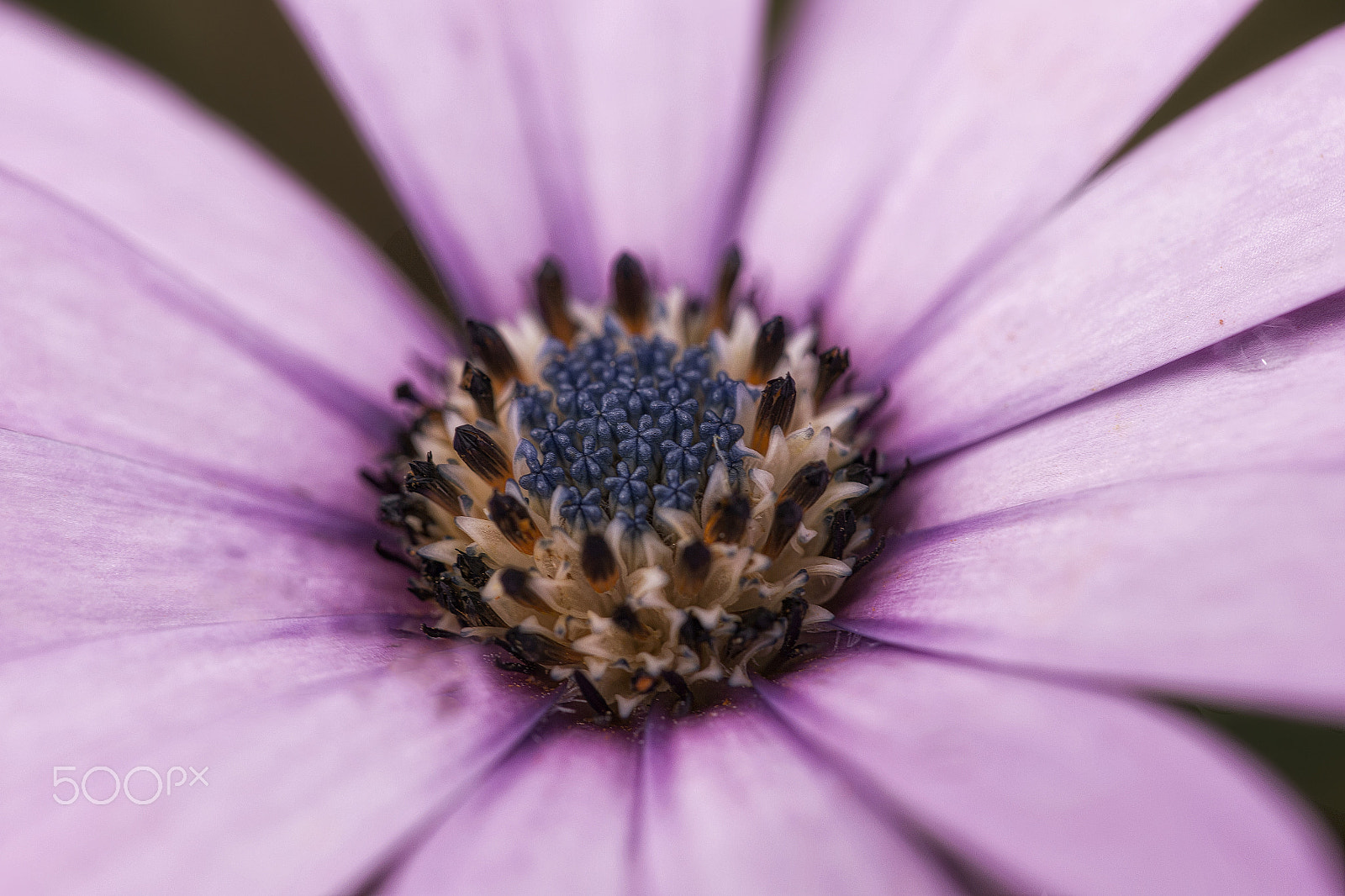 Canon EOS 6D + Canon EF 100mm F2.8L Macro IS USM sample photo. Lovely photography