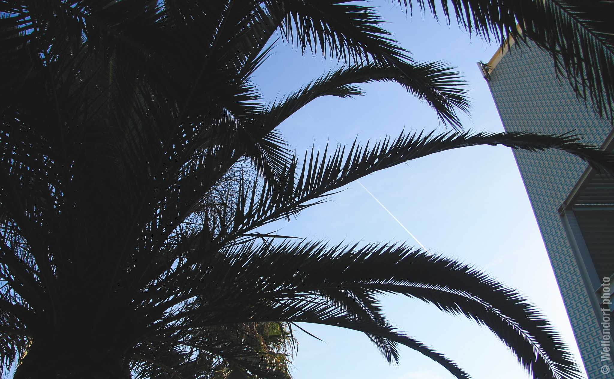 Canon EF-S 17-85mm F4-5.6 IS USM sample photo. Barcelona palms photography