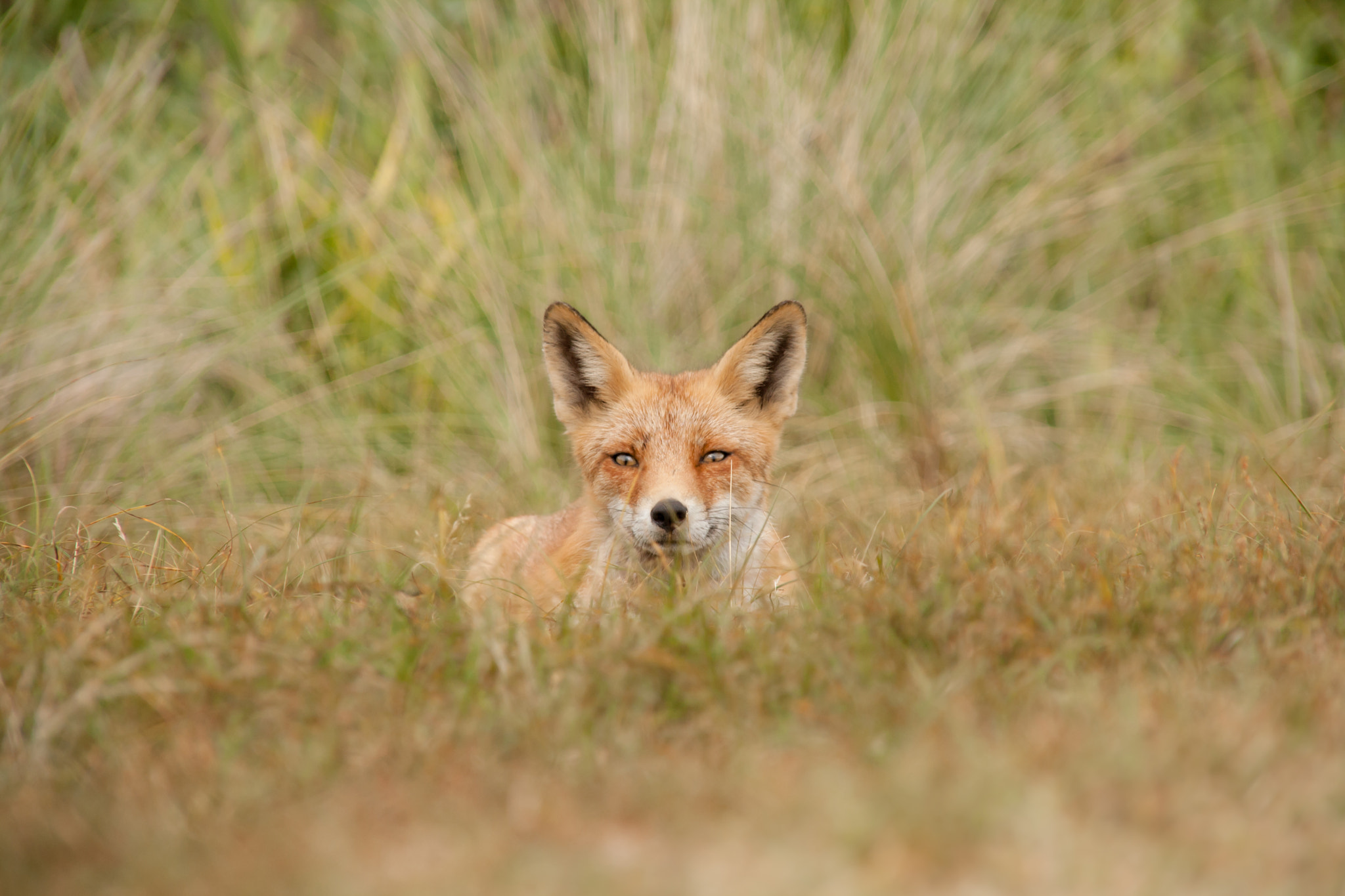 Sigma 18-200mm f/3.5-6.3 DC OS sample photo. Happy world animal day! photography