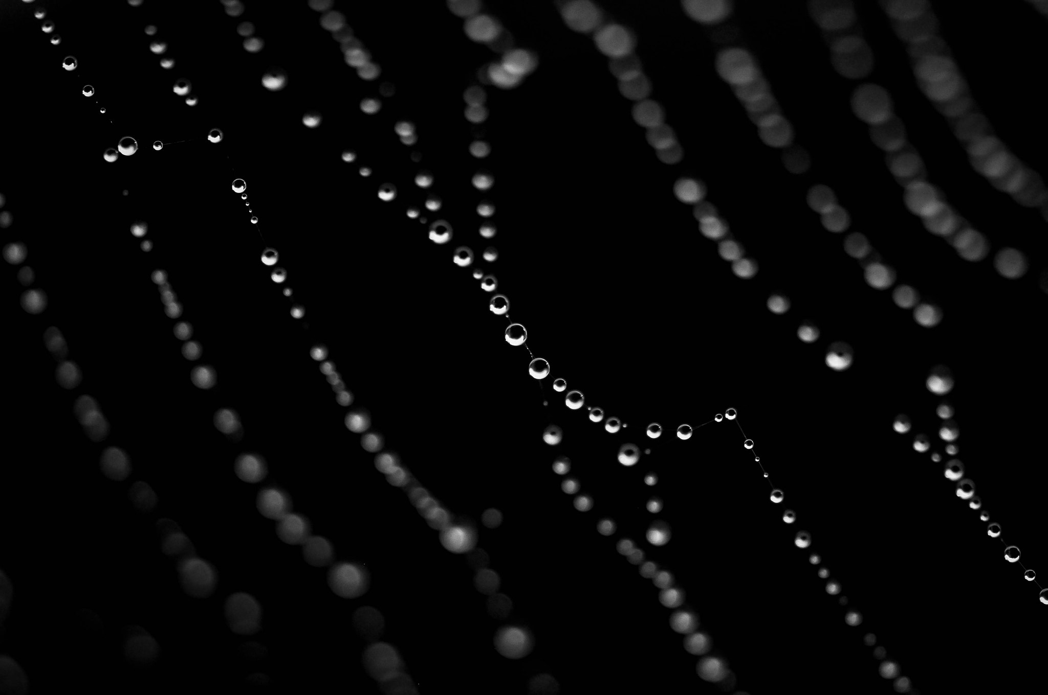 Nikon AF-S DX Micro Nikkor 40mm F2.8 sample photo. The drops of the morning photography