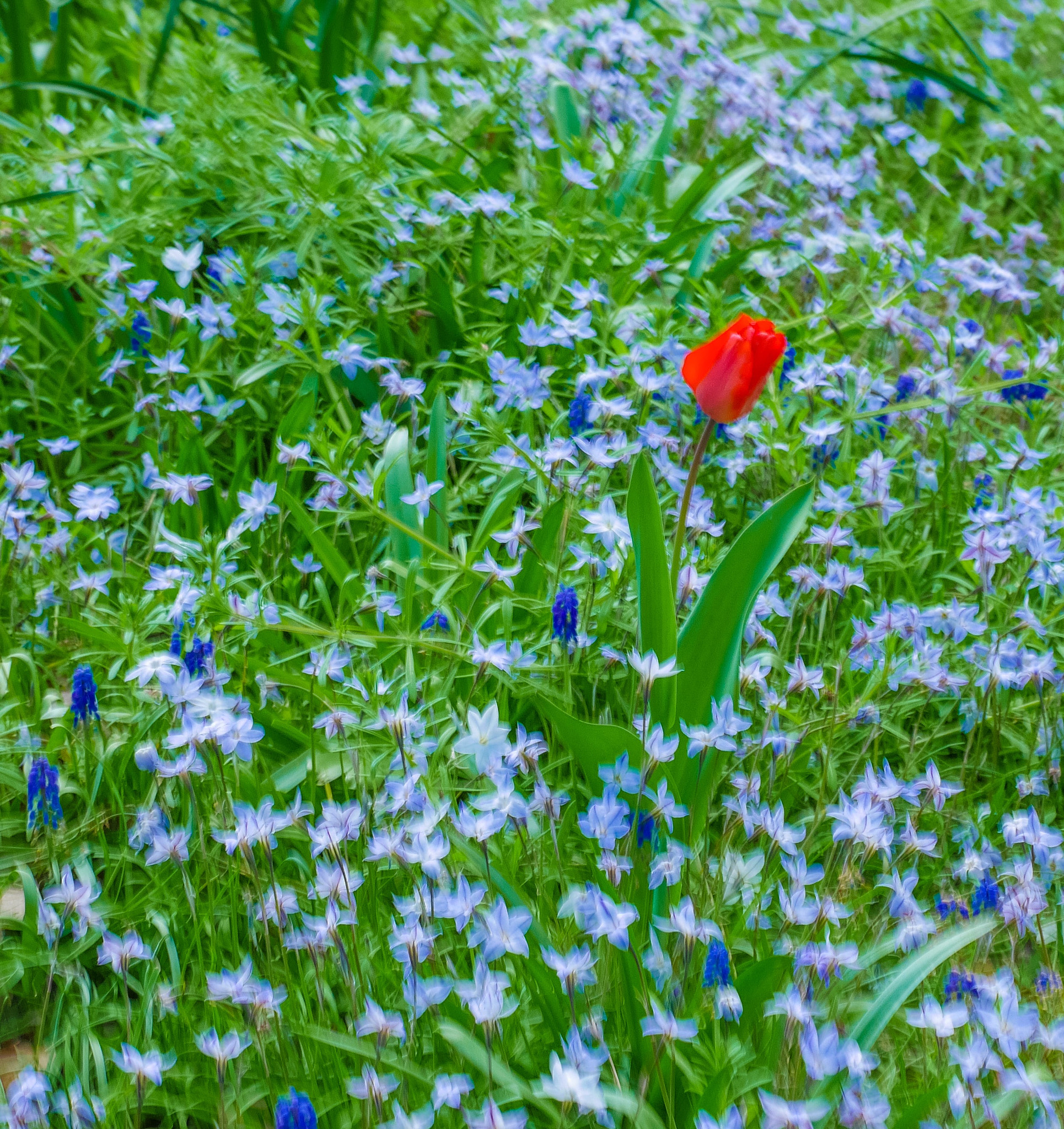 Panasonic DMC-GM1S + Olympus M.Zuiko Digital ED 60mm F2.8 Macro sample photo. I am unique - location: floriade @ commonwealth park, act, australia photography