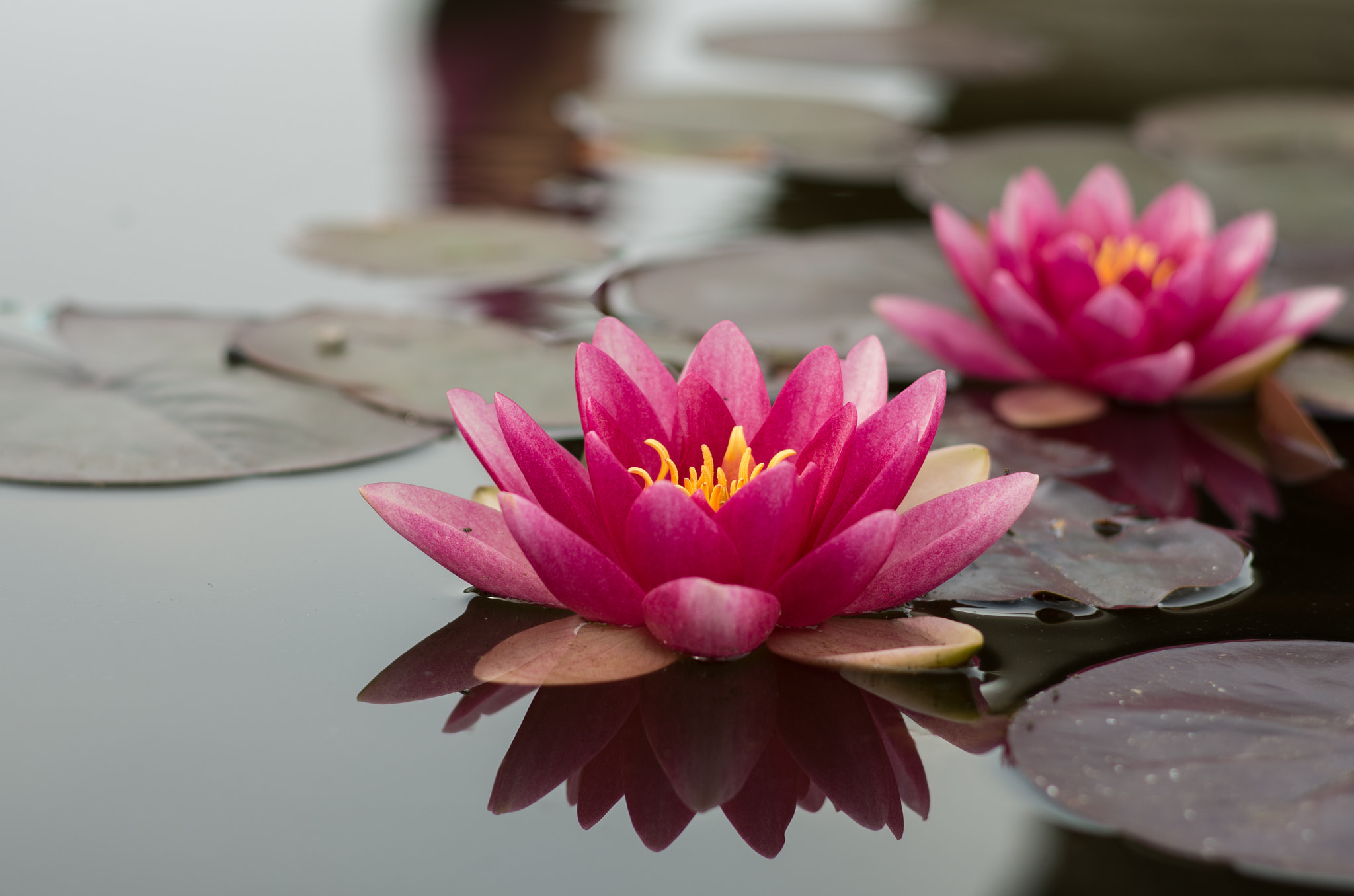 Pentax K-5 II sample photo. Water lilly photography