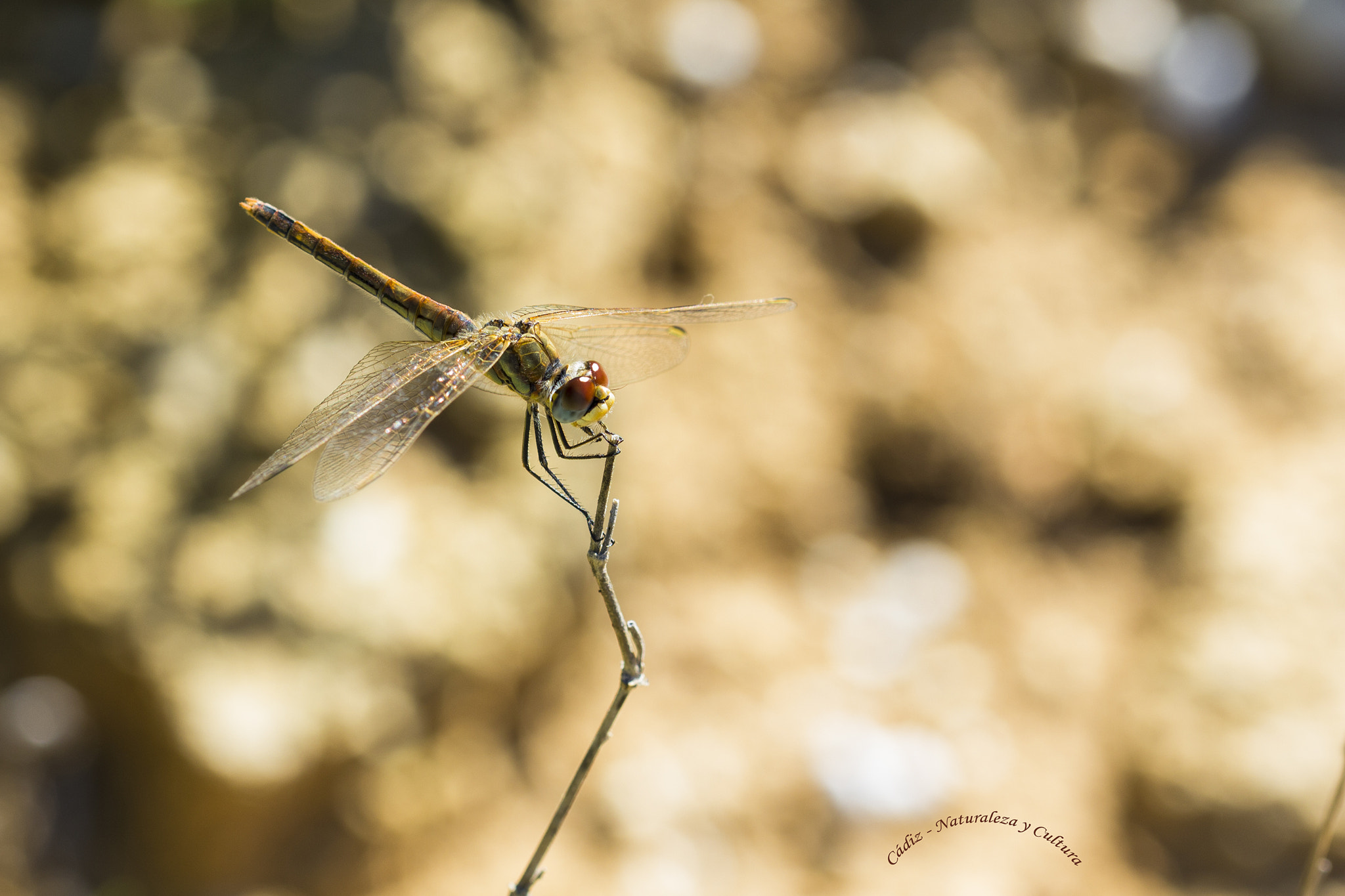 Sigma 105mm F2.8 EX DG OS HSM sample photo. Bailarina ... photography
