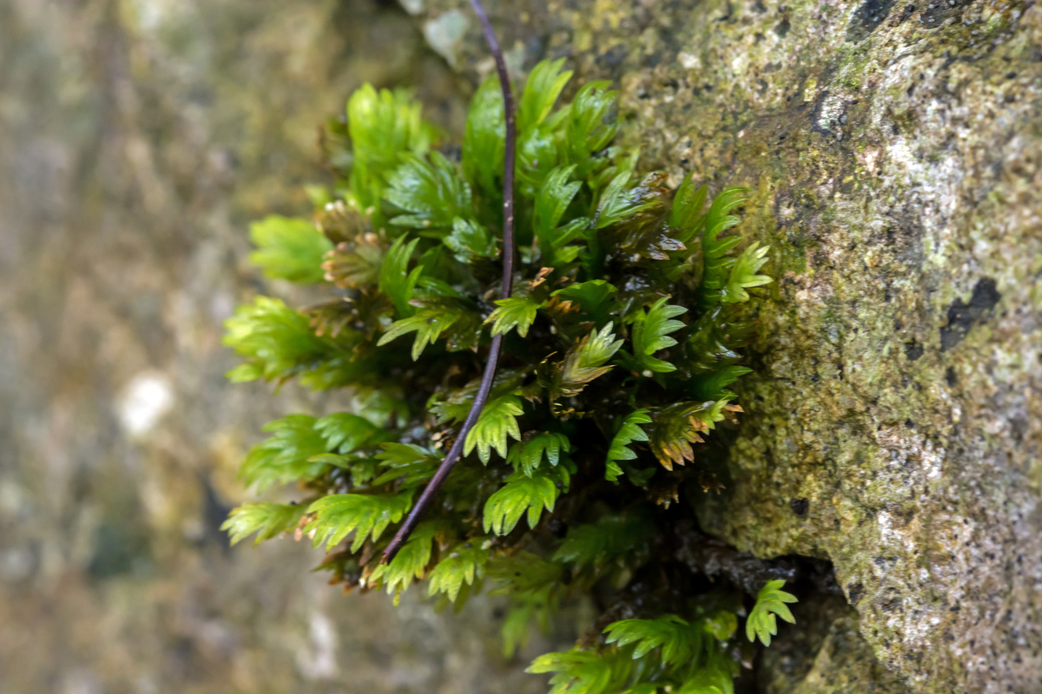 Nikon D7100 sample photo. Many hands to hang on to a rockface. photography