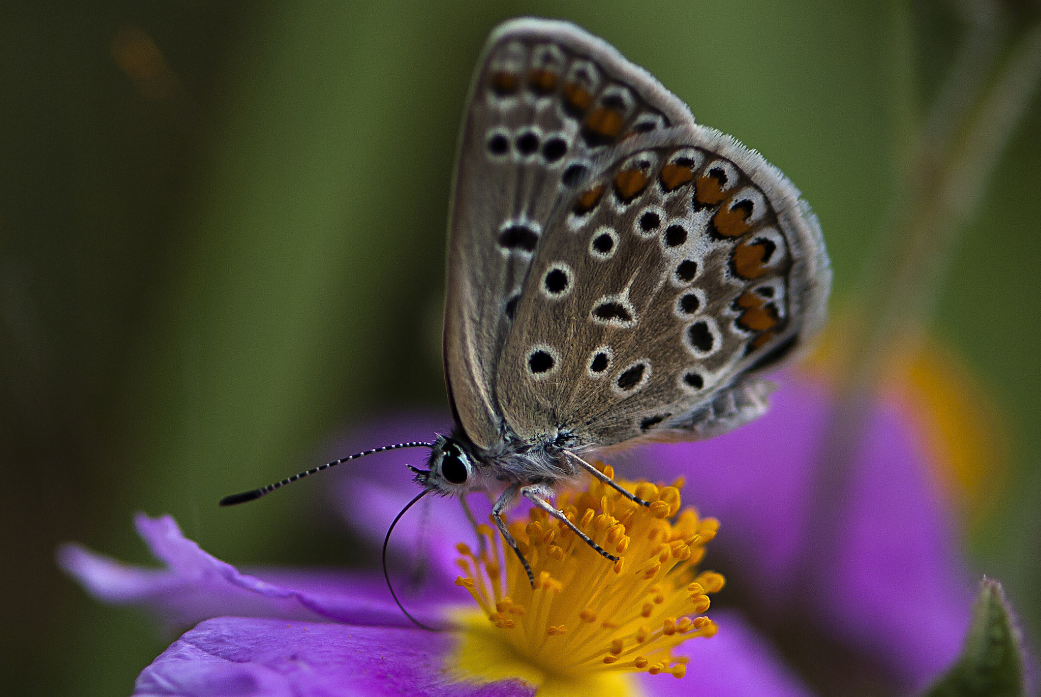 Nikon D200 sample photo