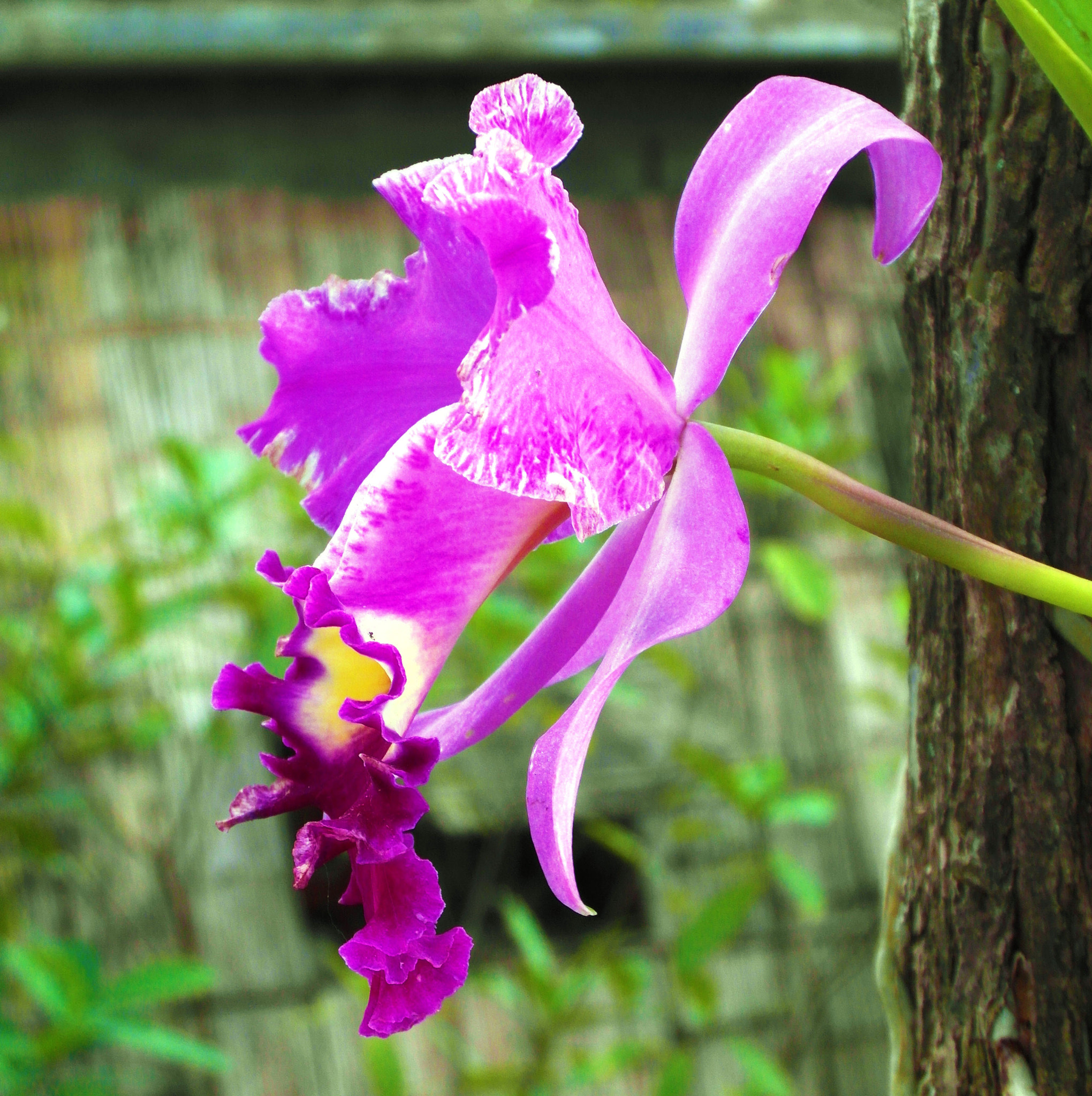 Samsung WB750 sample photo. Sam photography