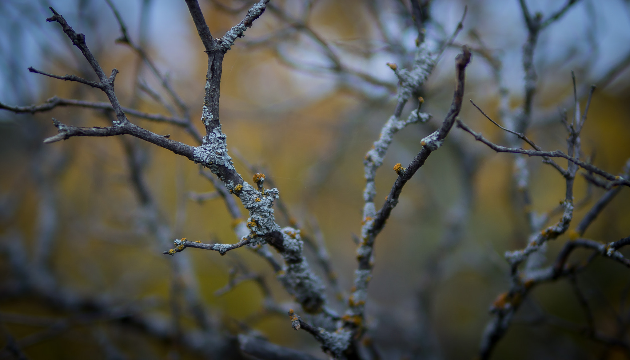 Sigma 30mm F1.4 DC DN | C sample photo. Tree photography