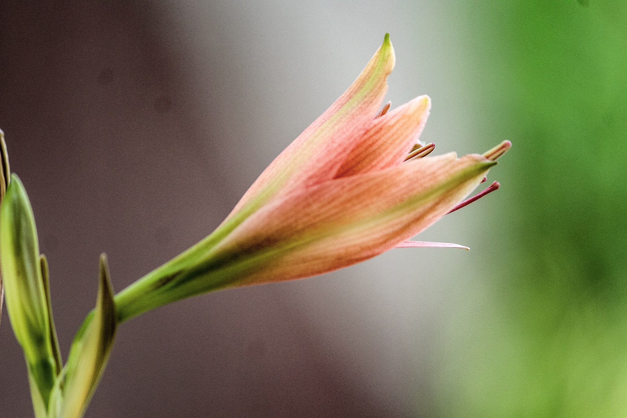 Canon EF-S 55-250mm F4-5.6 IS II sample photo. Nature photography