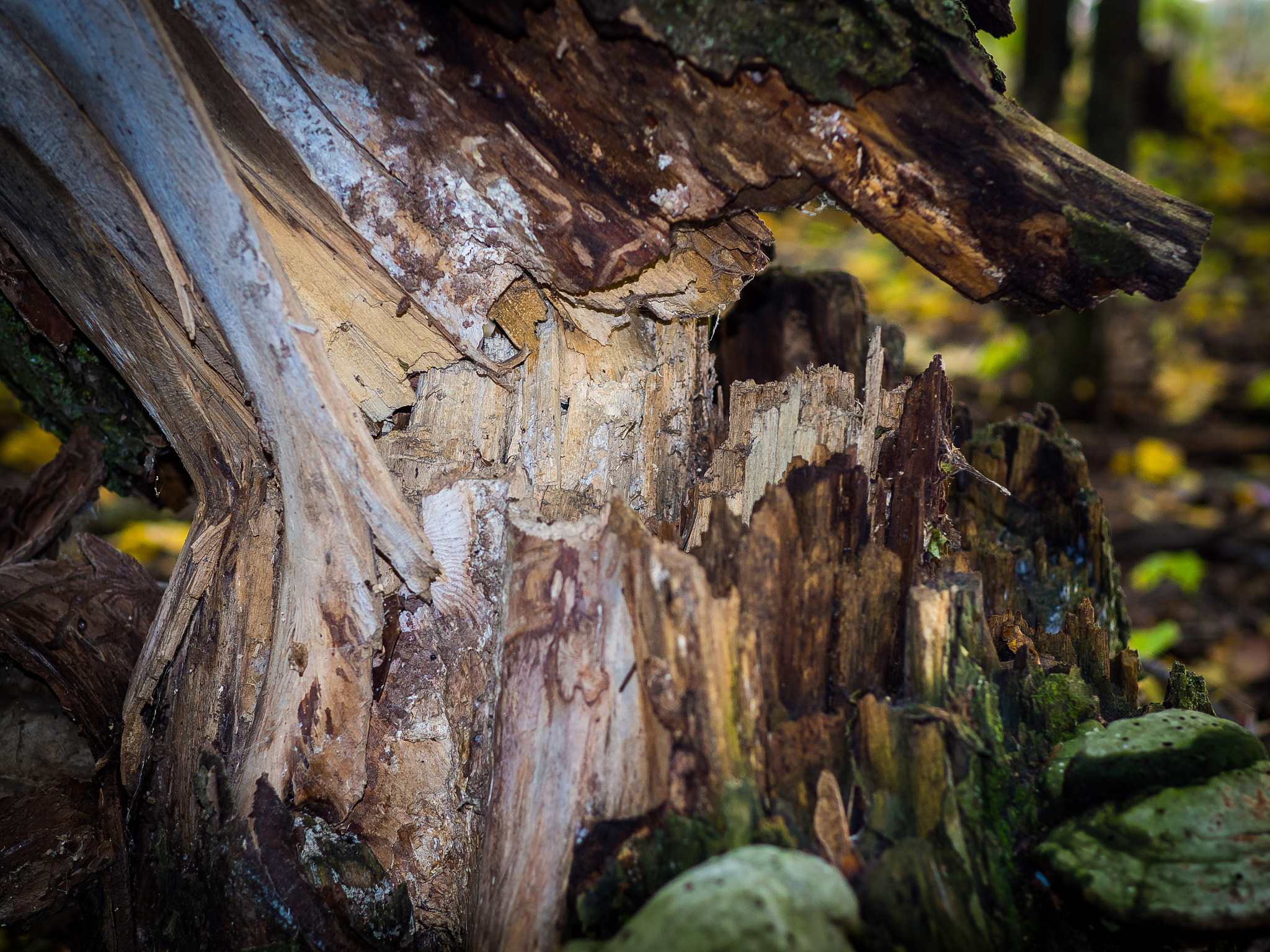 Olympus OM-D E-M10 + Sigma 30mm F1.4 DC DN | C sample photo. Tree photography