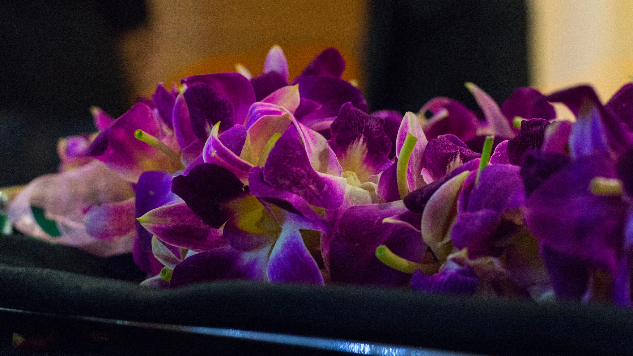 Canon EOS 700D (EOS Rebel T5i / EOS Kiss X7i) + Canon EF 50mm F1.8 II sample photo. Purple photography