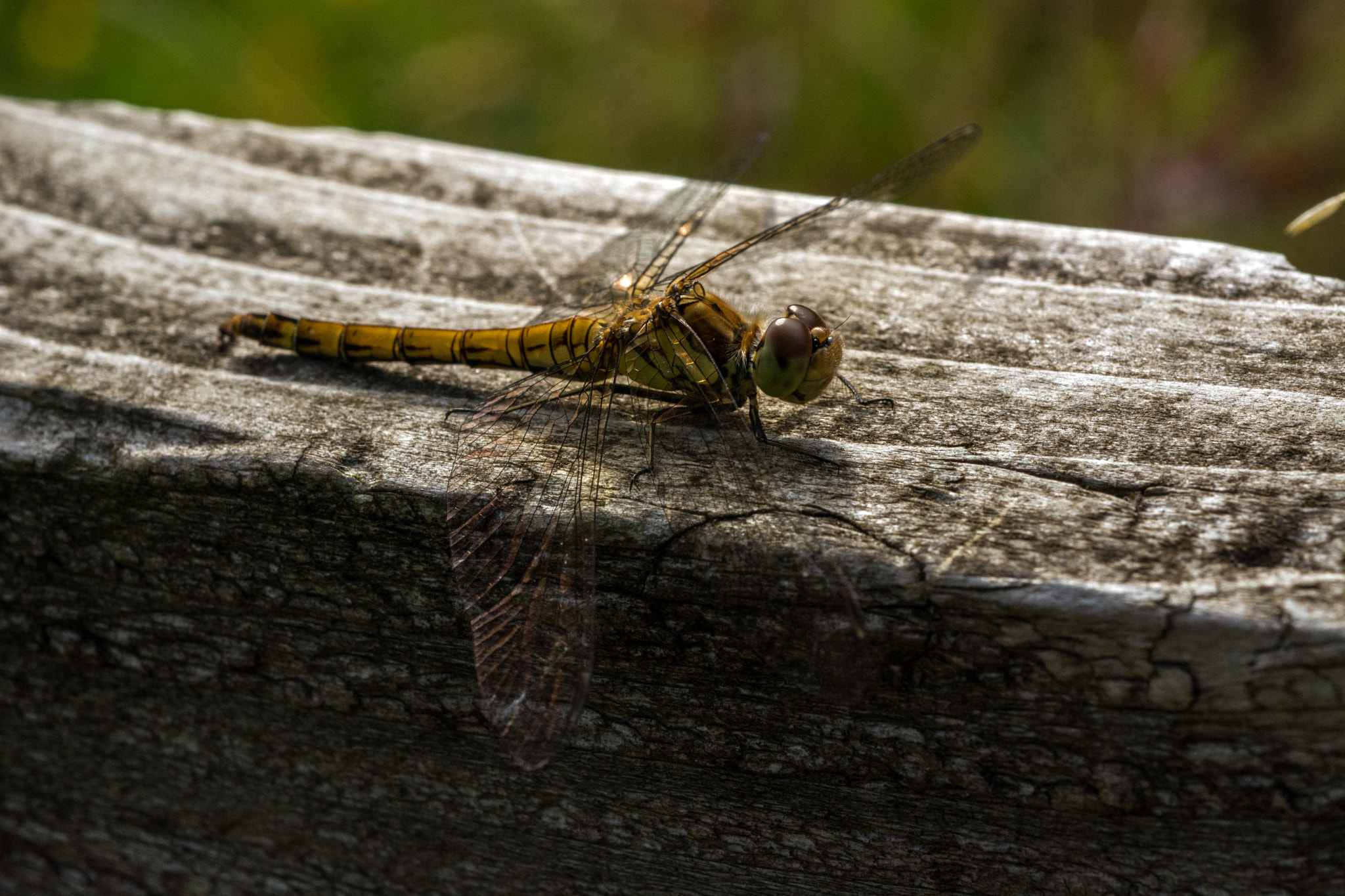 Nikon D7100 + AF Micro-Nikkor 60mm f/2.8 sample photo. Taking a break. photography