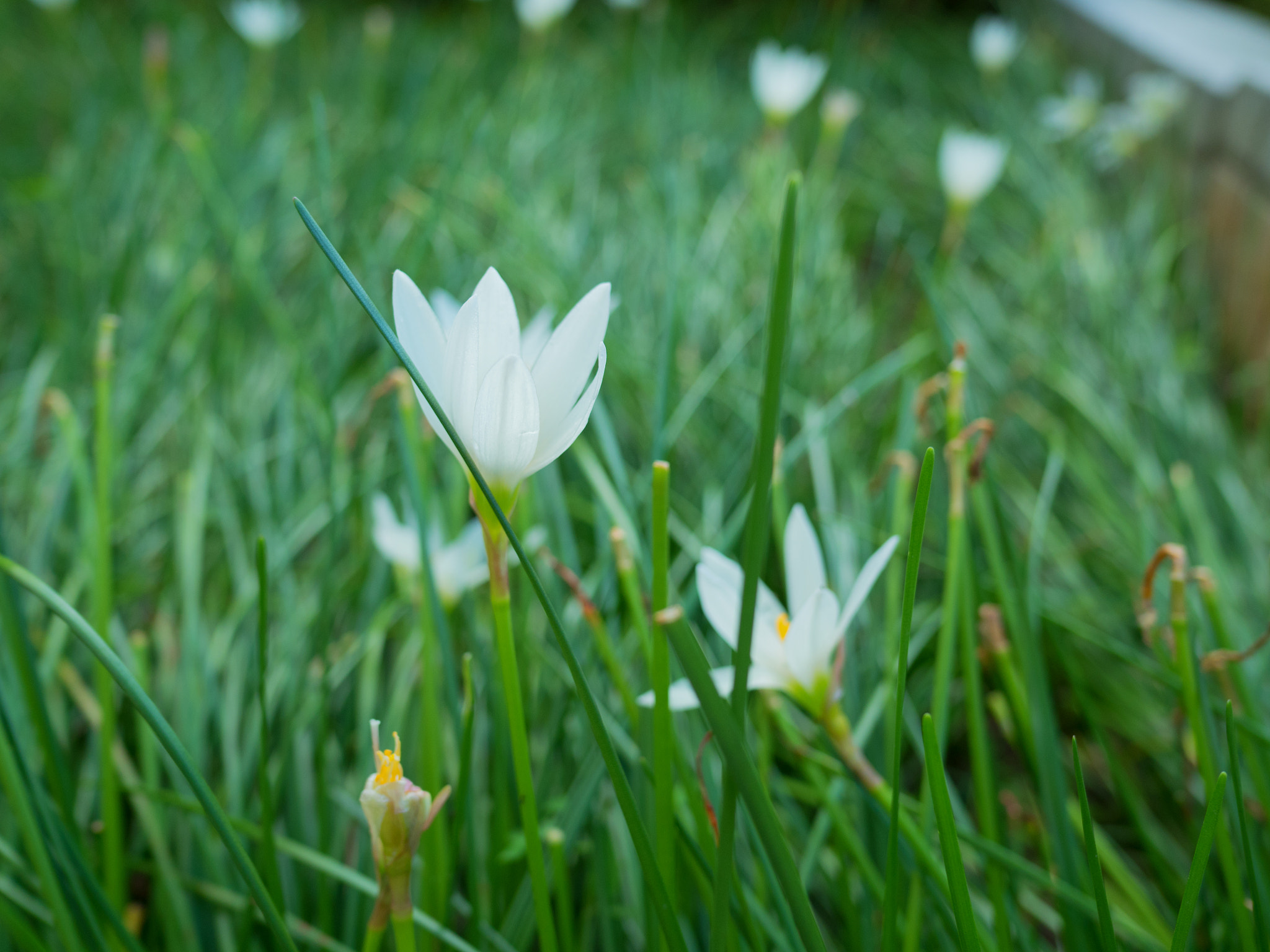 Olympus OM-D E-M5 II + LEICA DG SUMMILUX 15/F1.7 sample photo. Flower photography